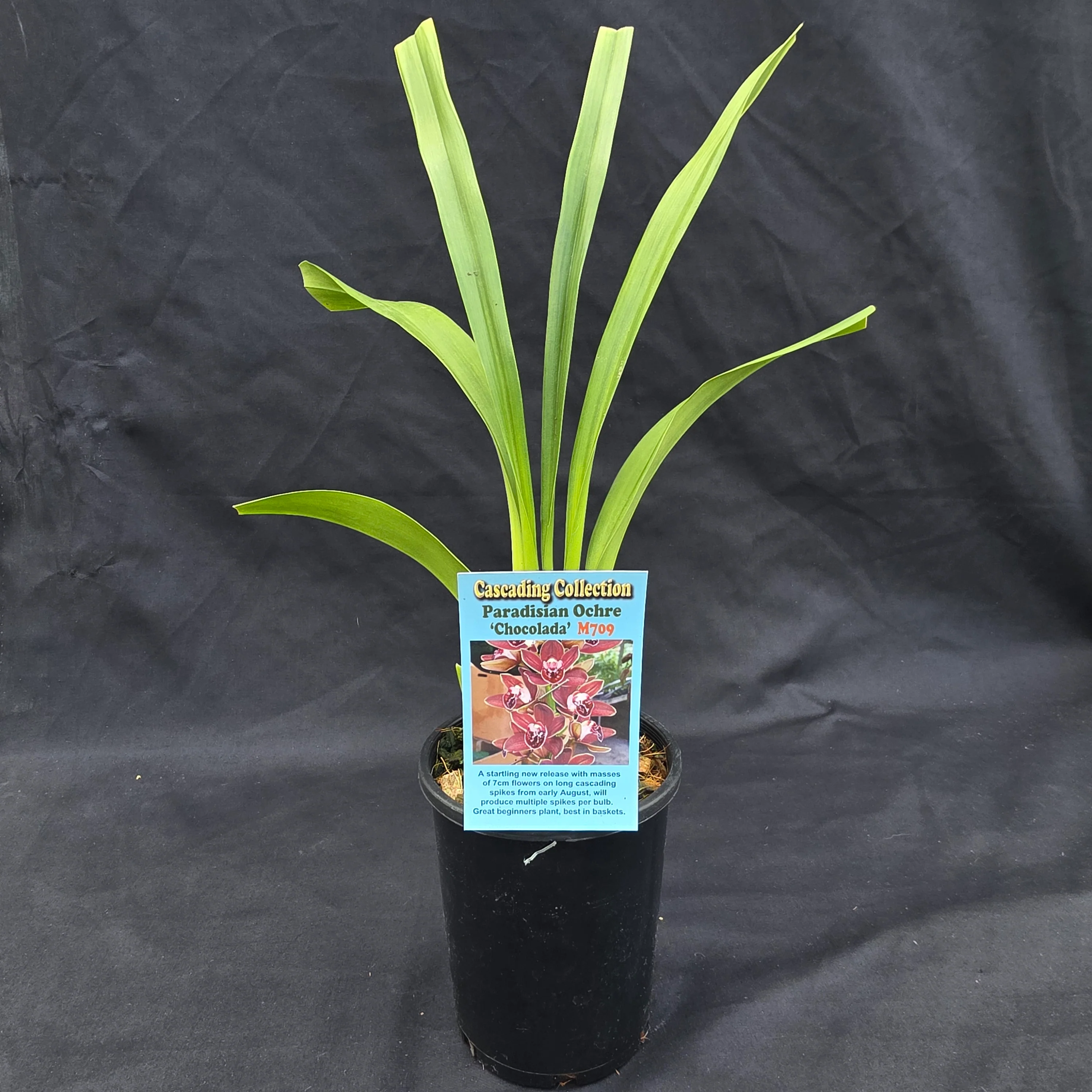 Cymbidium Paradisian Ochre 'Chocolada' - Image 2