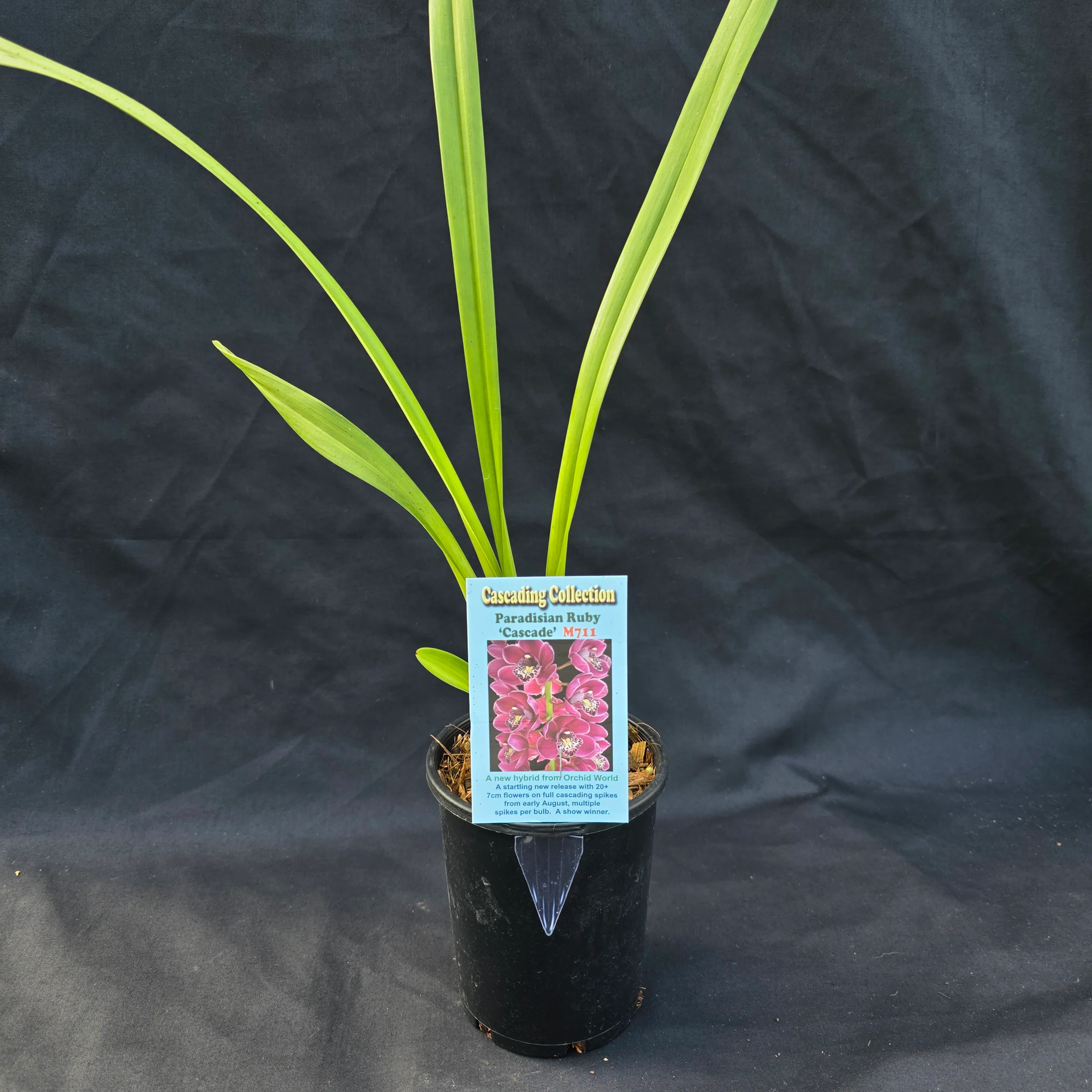 Cymbidium Paradisian Ruby ' Cascade' - Image 4