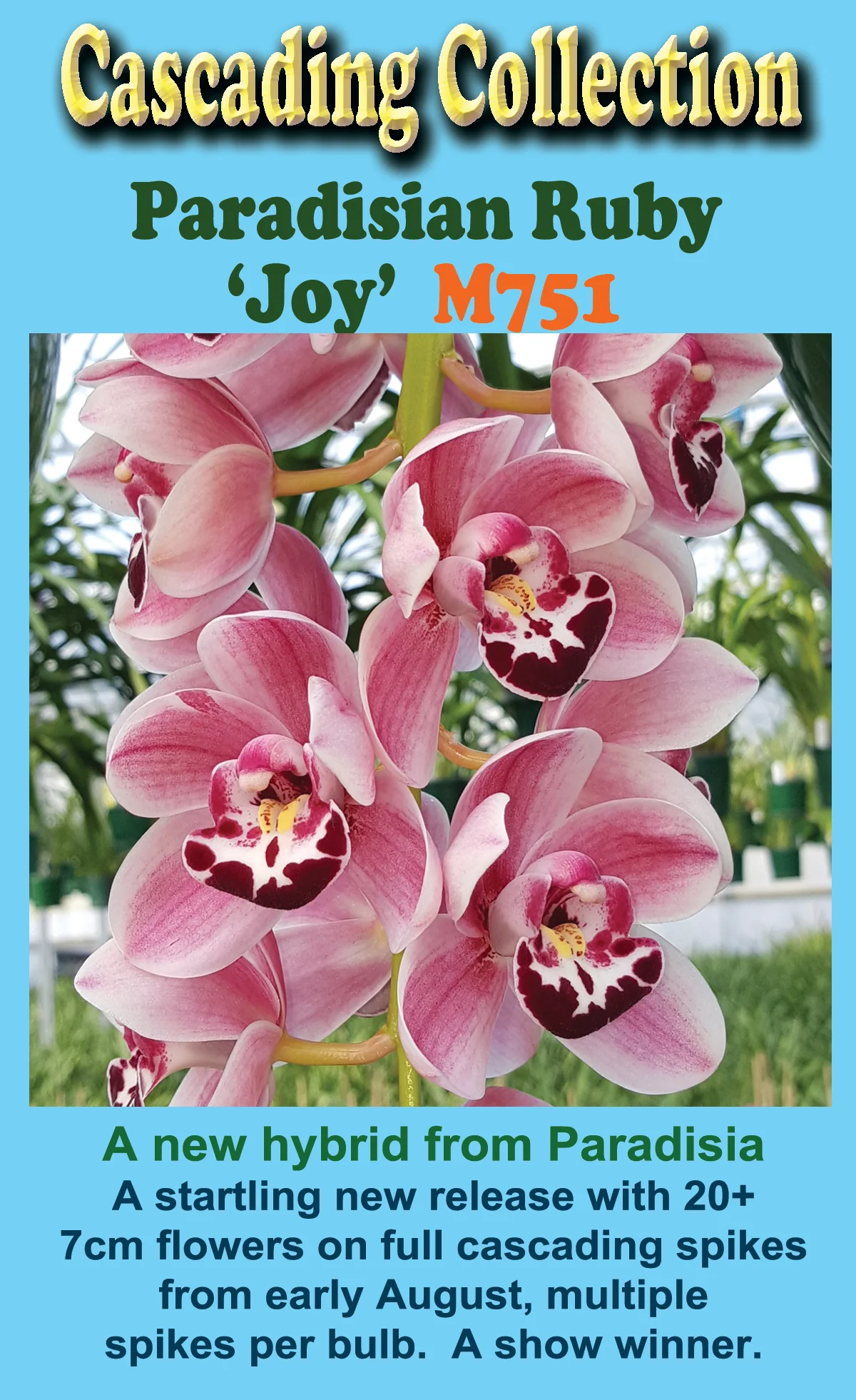 Cymbidium Paradisian Ruby 'Joy' - Image 2