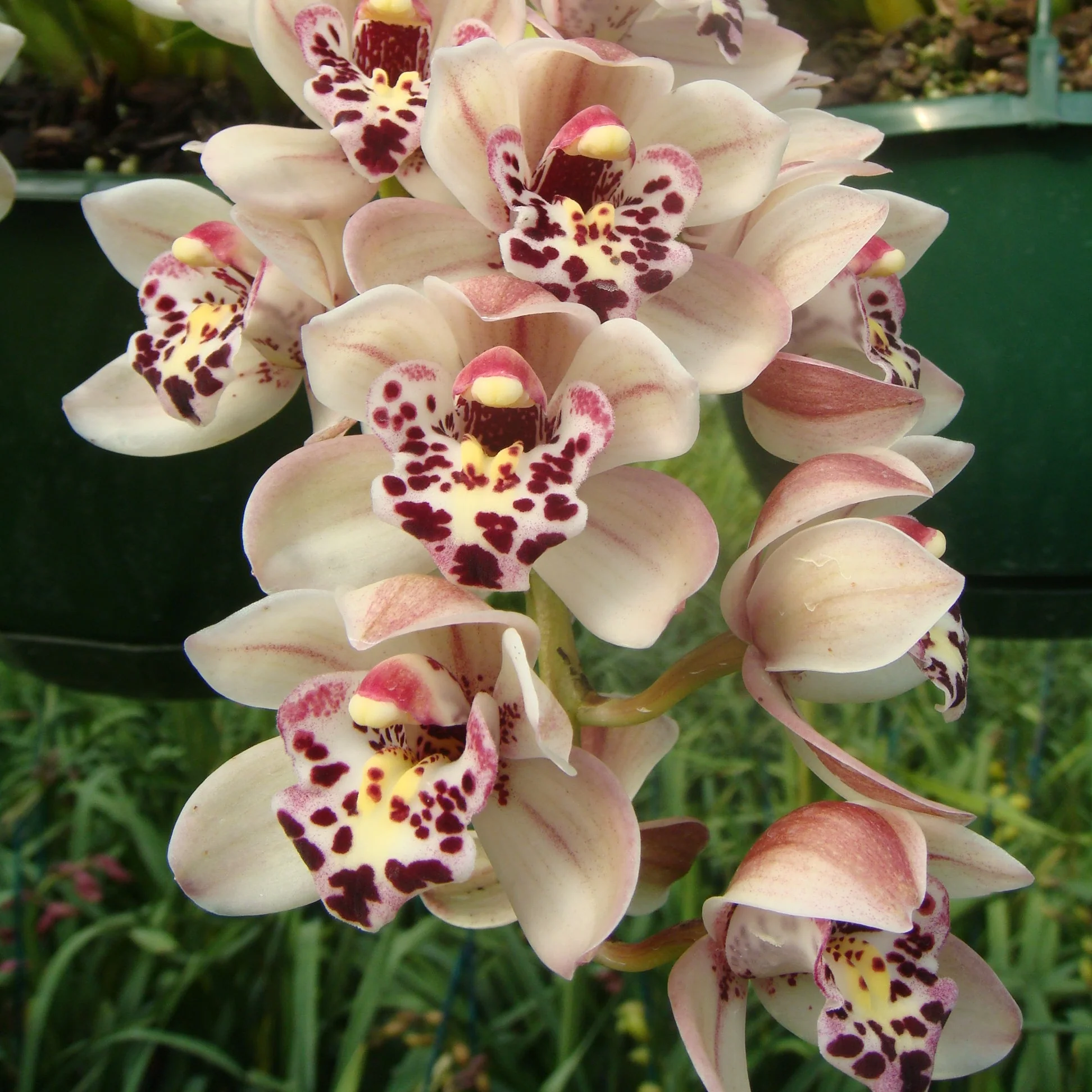 Cymbidium Paradisian Surprise 'Polka Dot'