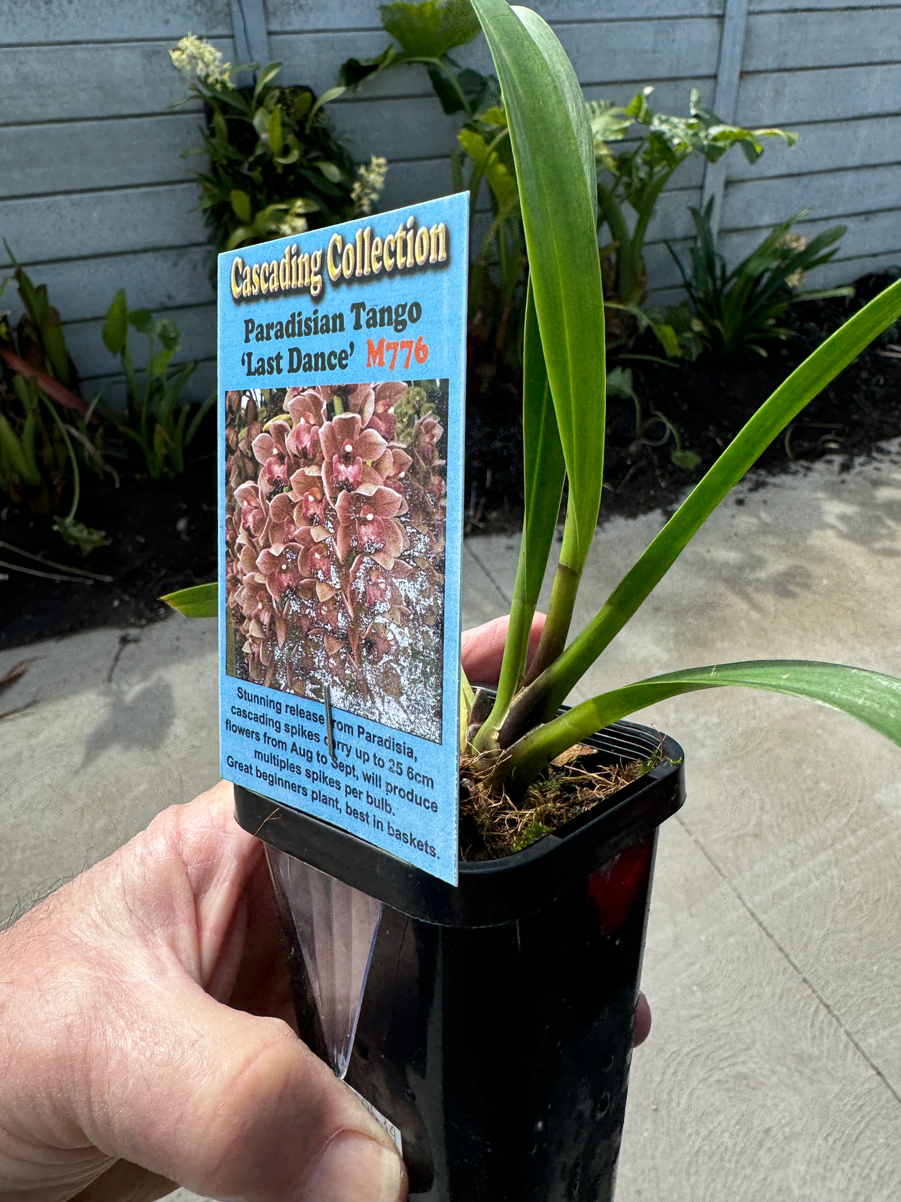 Cymbidium Paradisian Tango 'Last Dance' - Image 2