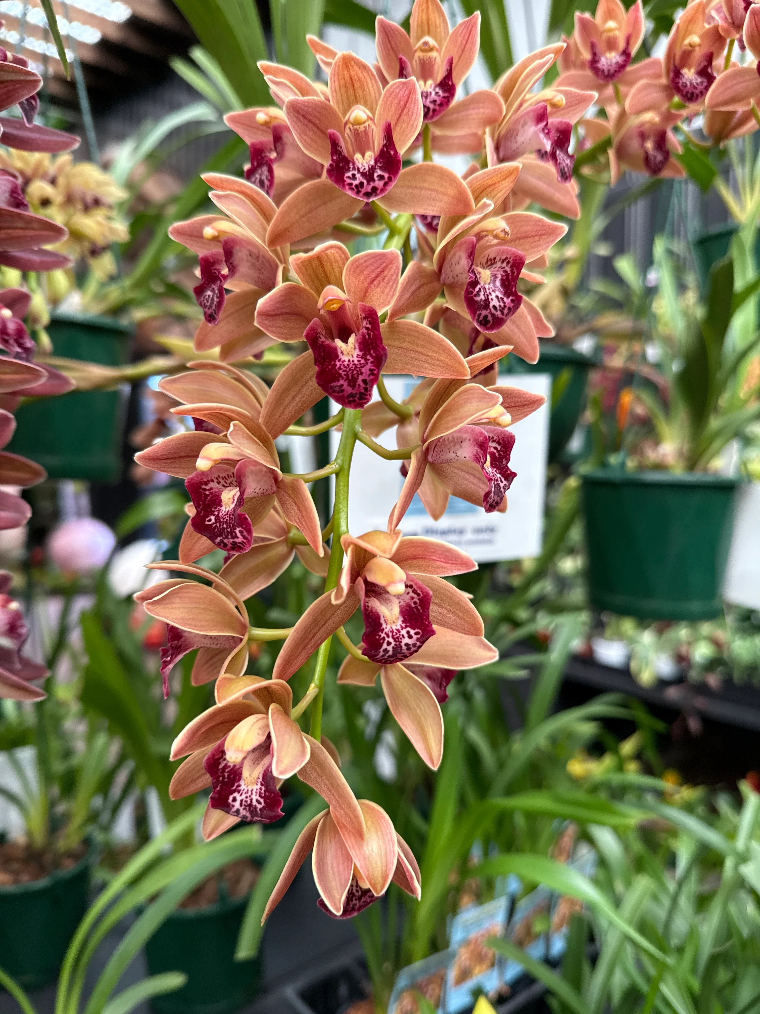 Cymbidium Paradisian Tiger 'Ochre Falls' - Image 2