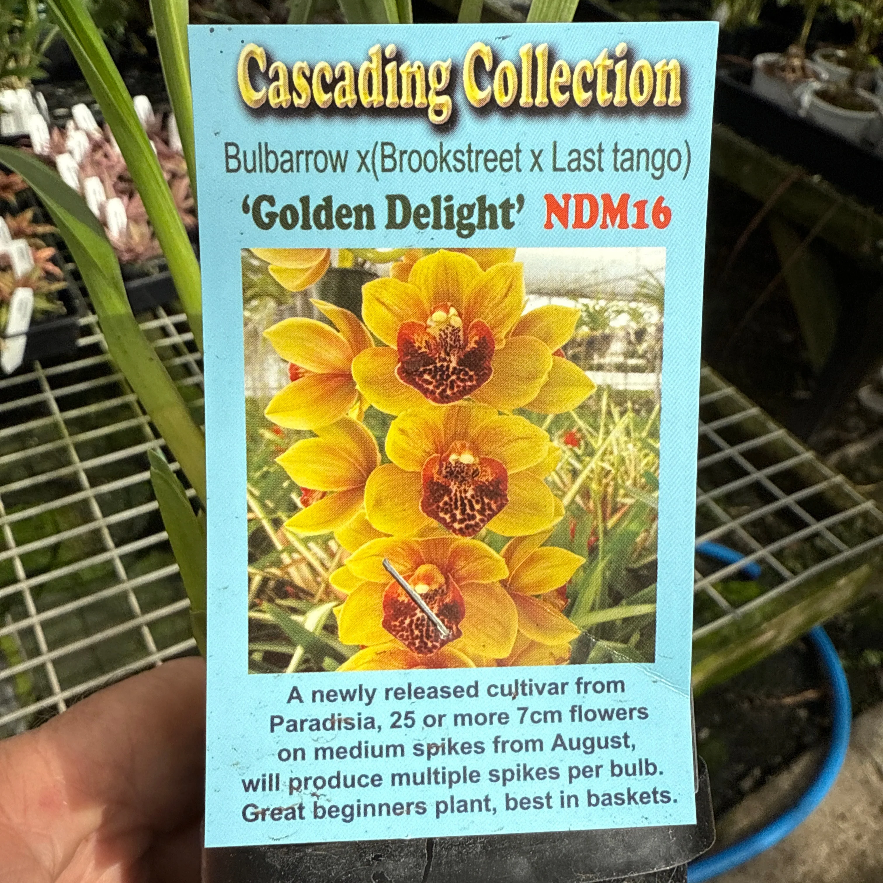 Cymbidium 'Golden Delight' - Image 3