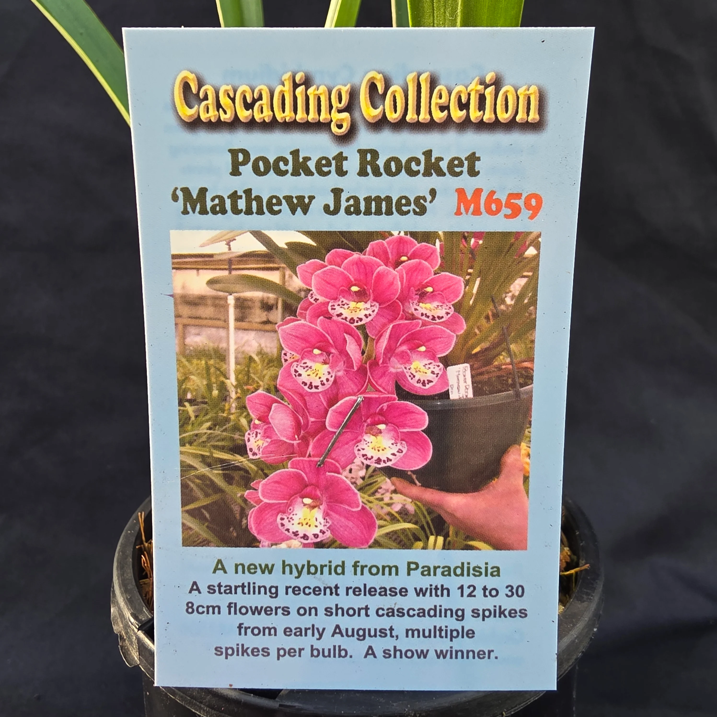 Cymbidium Pocket Rocket 'Mathew James' - Image 2