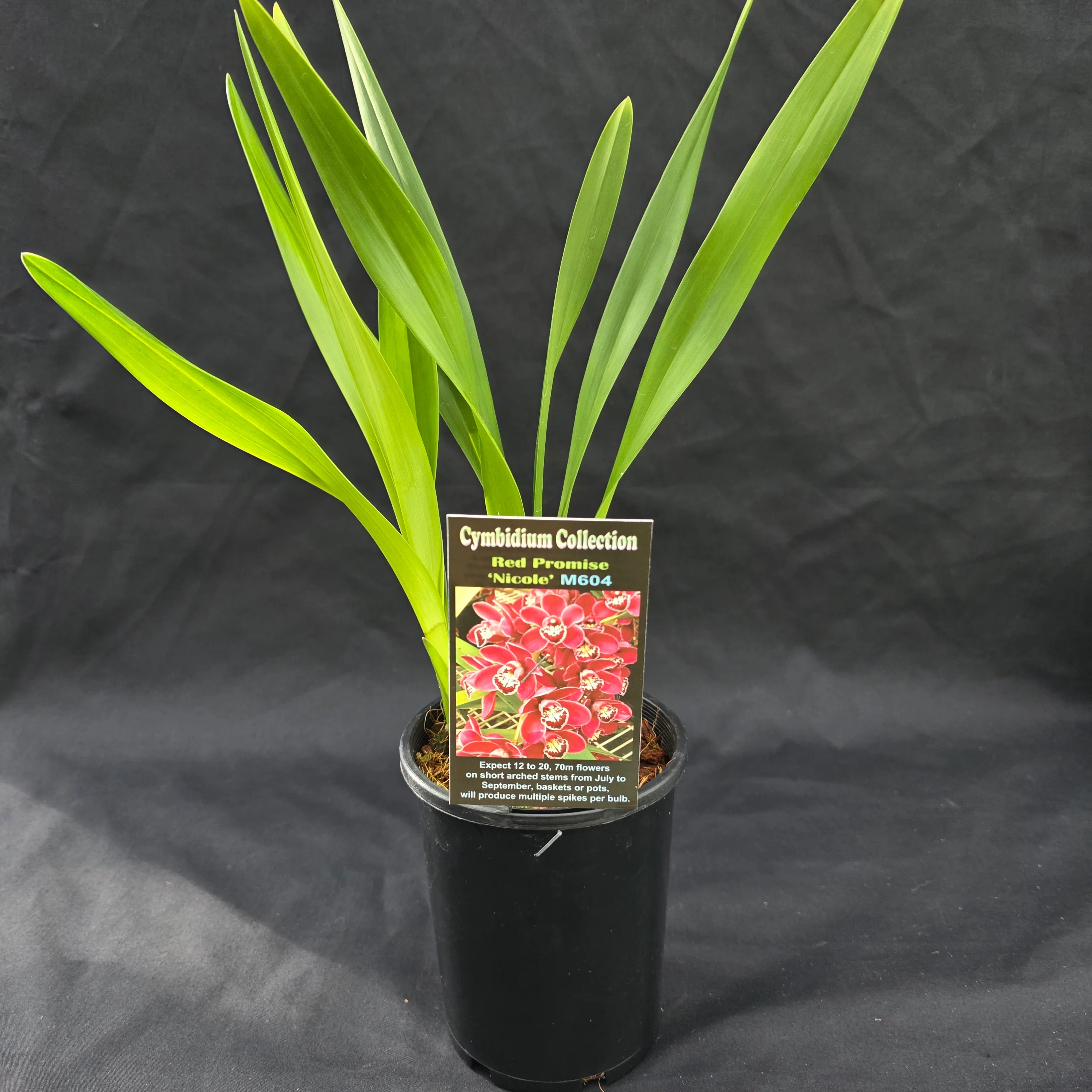 Cymbidium Red Promise 'Nicole' - Image 3