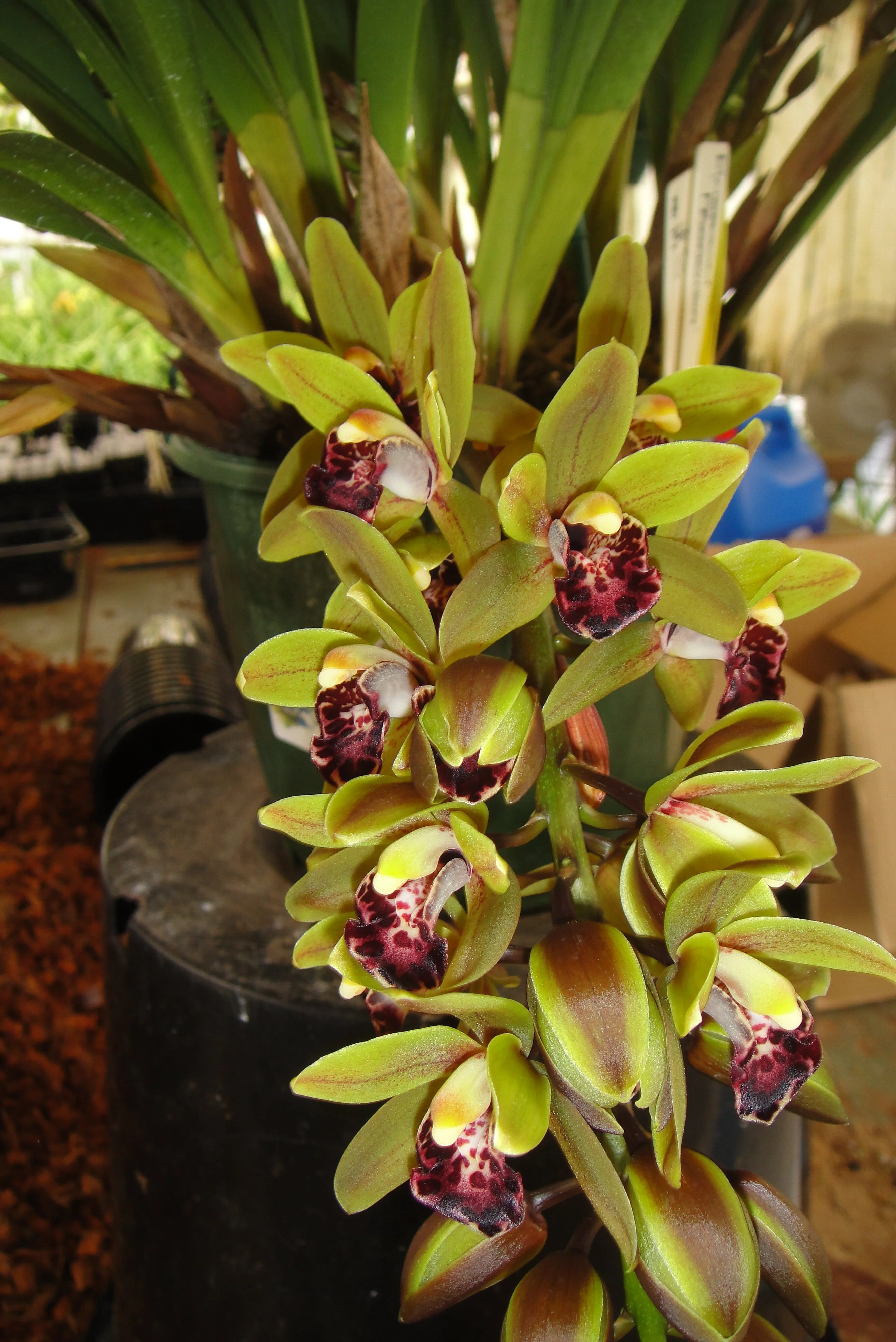 Cymbidium Rinneroon 'Paradisia' - Image 2