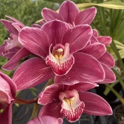 Cymbidium Rotorua Rose 'Splash Petal' - Image 2