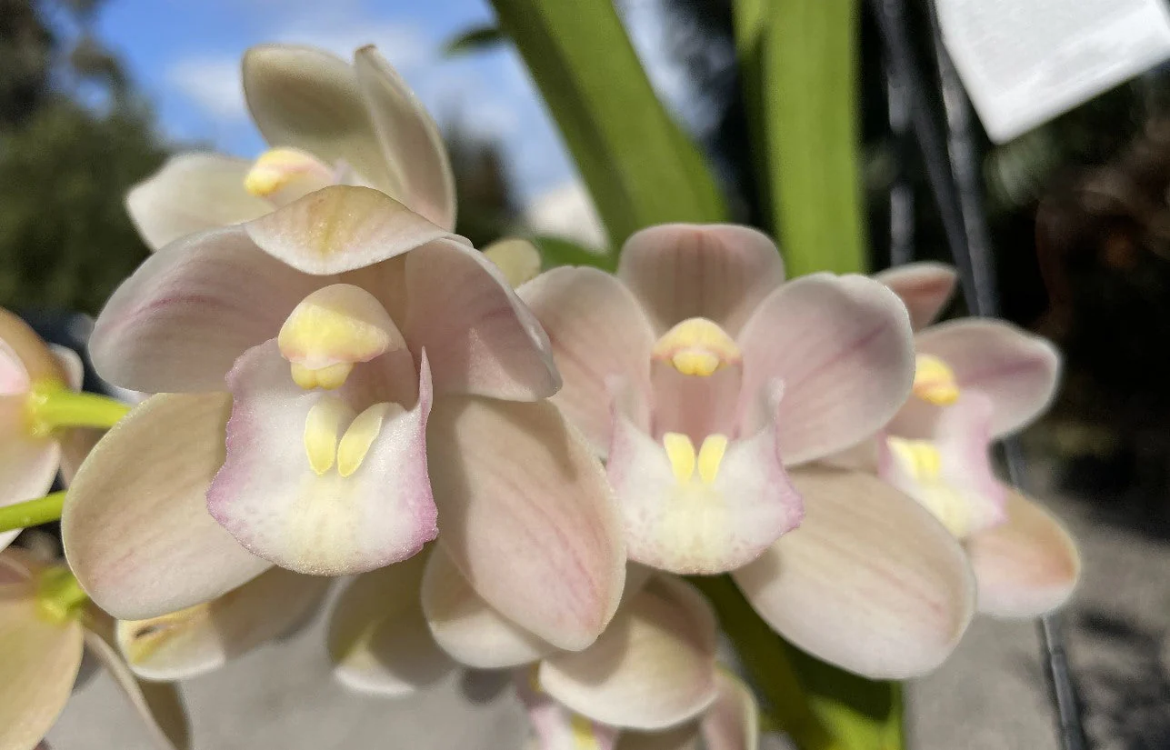 Cymbidium Sarah Jean 'Elizabeth' - Image 3