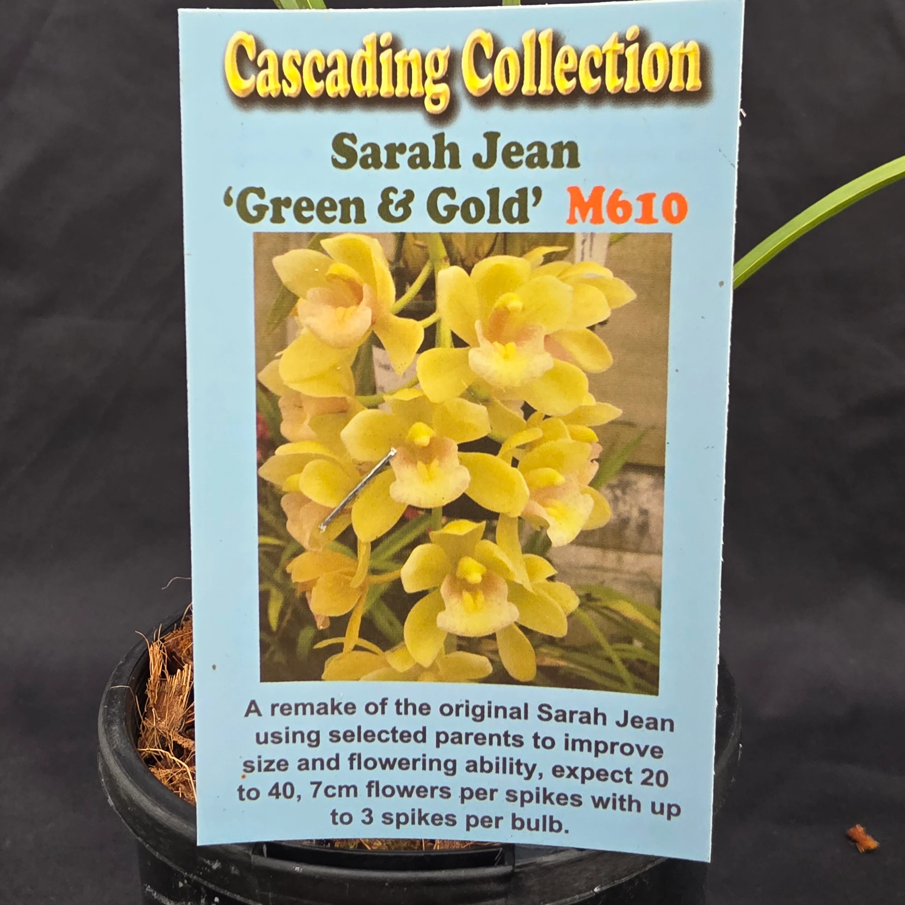 Cymbidium Sarah Jean 'Green & Gold' - Image 2