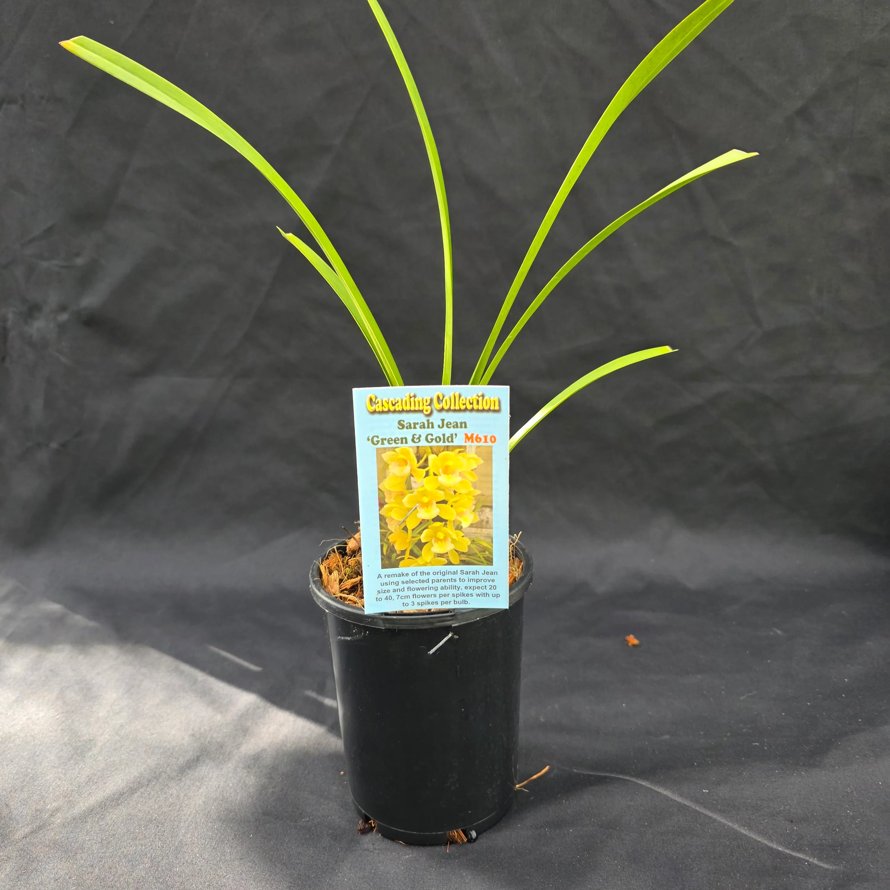 Cymbidium Sarah Jean 'Green & Gold' - Image 3
