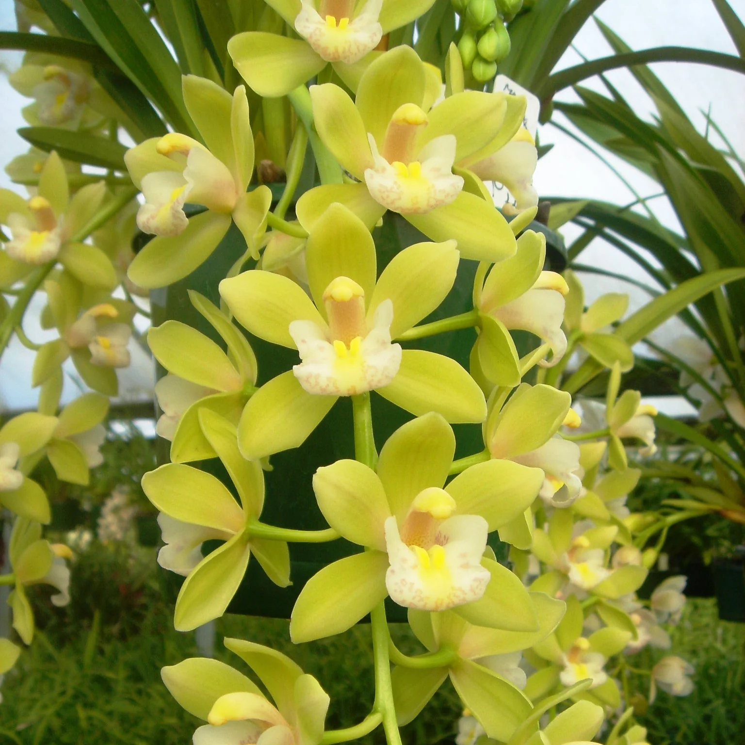 Cymbidium Sarah Jean 'Green & Gold' - Image 4
