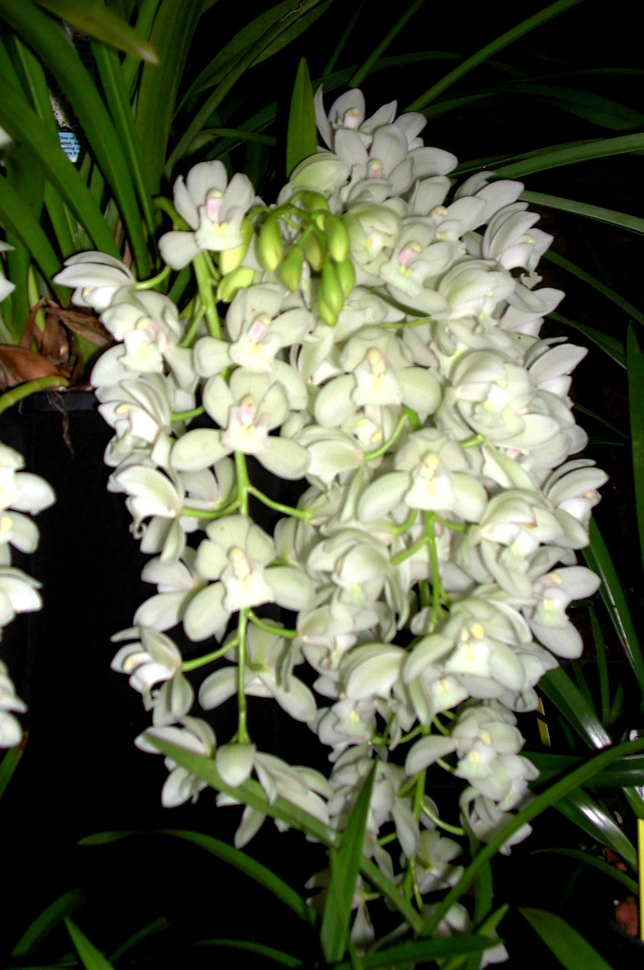 Cymbidium Sarah Jean 'Ice Cascade' - Image 3