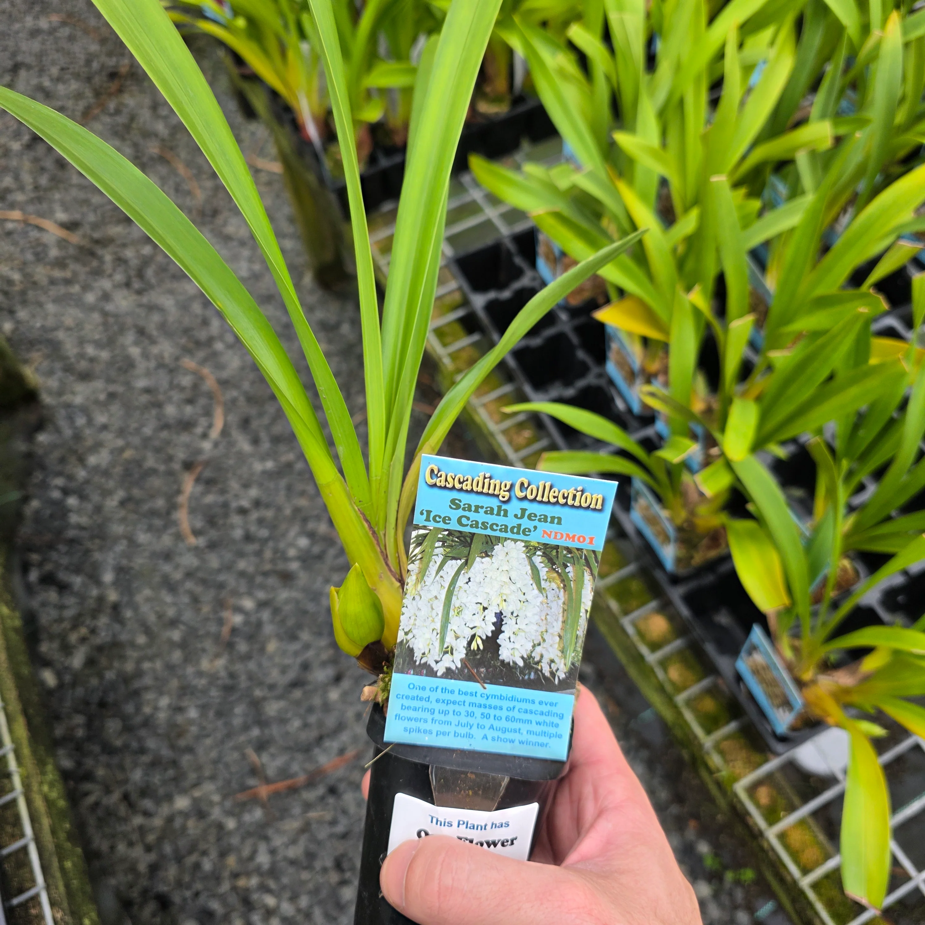 Cymbidium Sarah Jean 'Ice Cascade' - Image 7