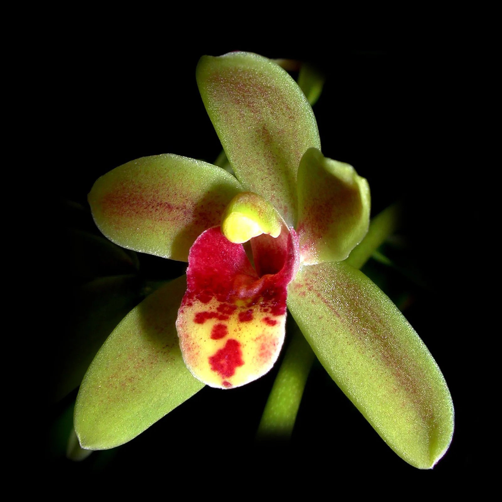 Cymbidium Scallywag 'The Crumpet' Orginal Clone