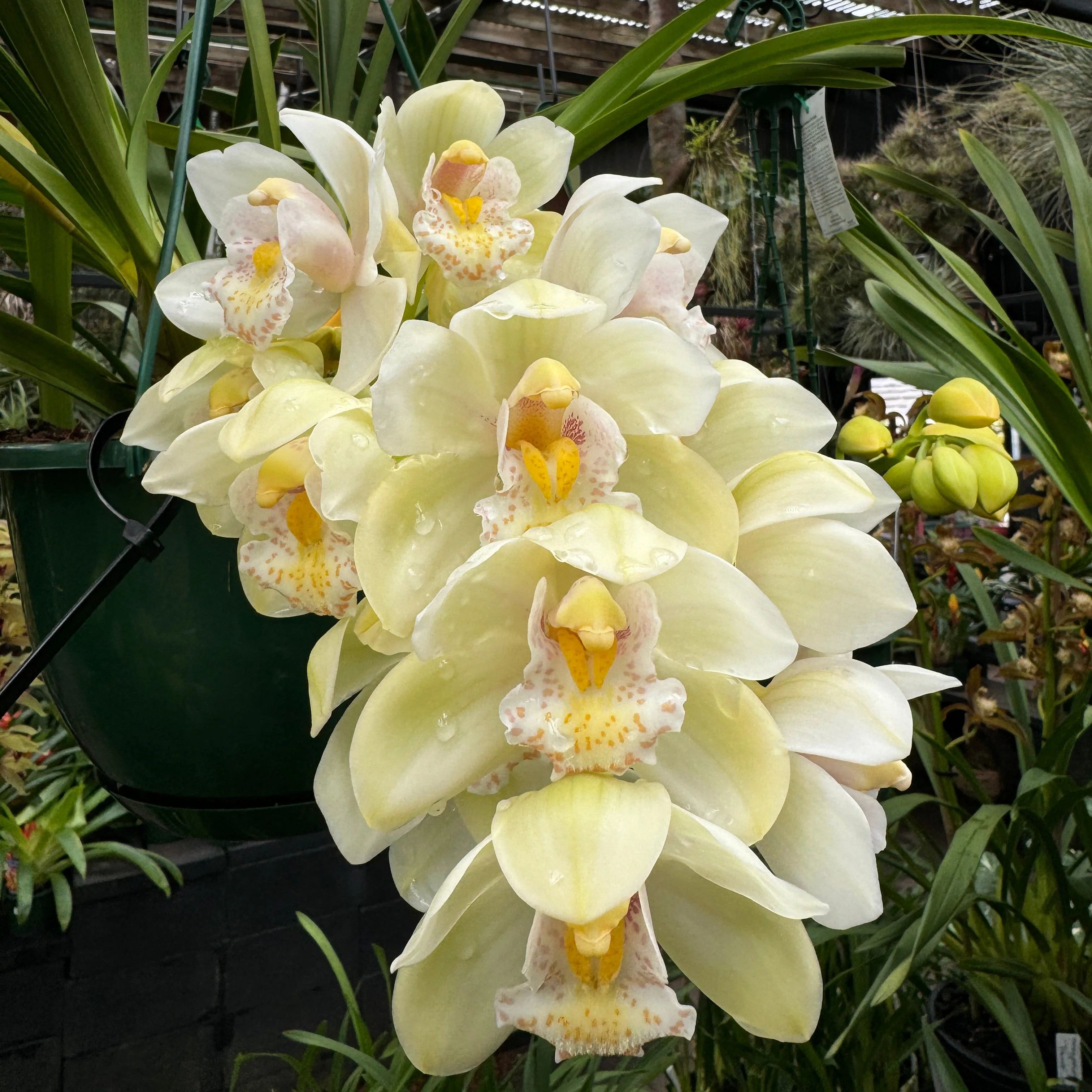 Cymbidium Sleepy Sarah 'Snow Blind' - Image 2