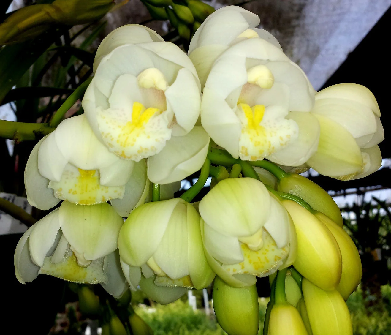 Cymbidium Sleepy Sarah 'Tony's Choice'
