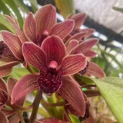 Cymbidium (Splatters × devonianum) 'Boots'