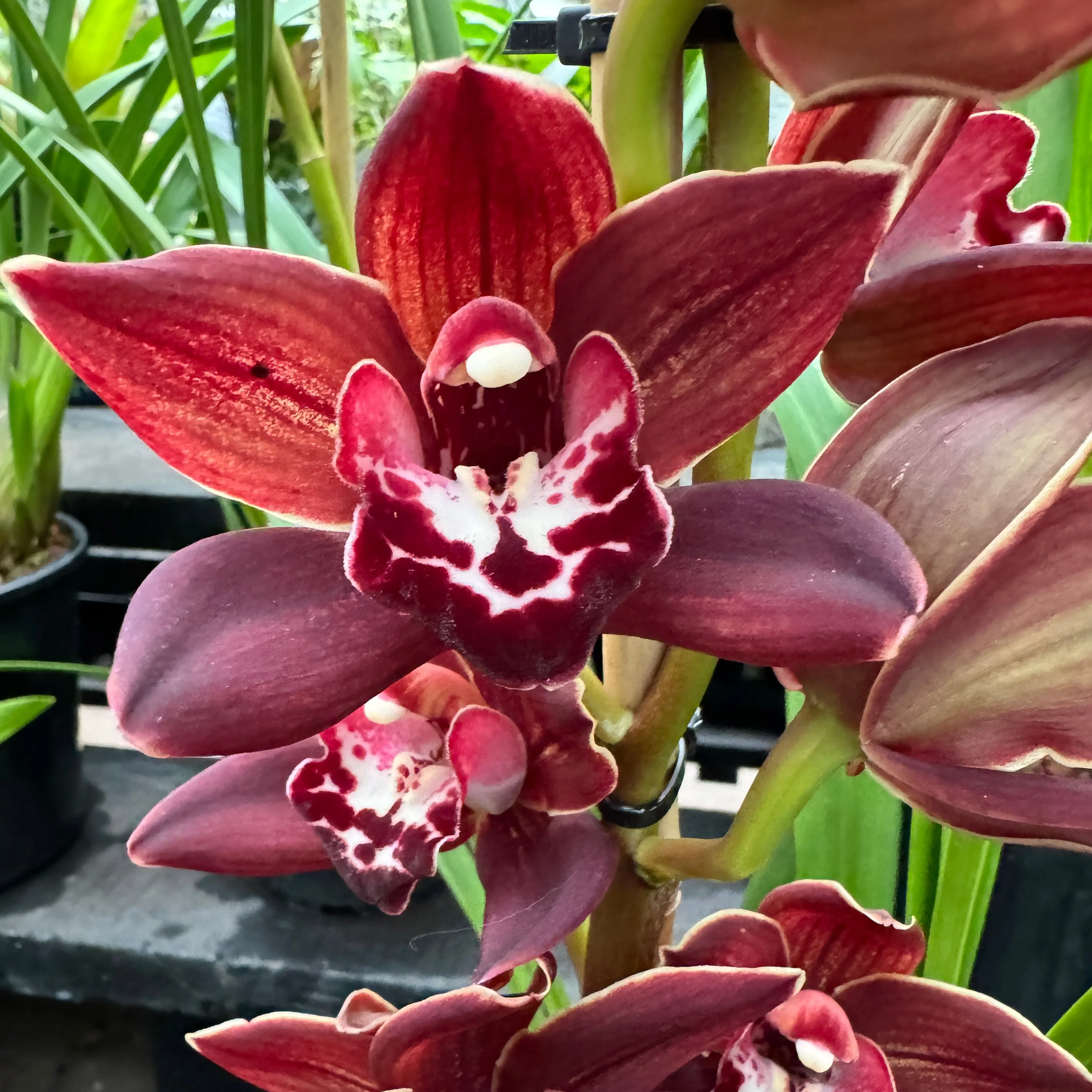 Cymbidium Uncle Everett '101' - Image 2