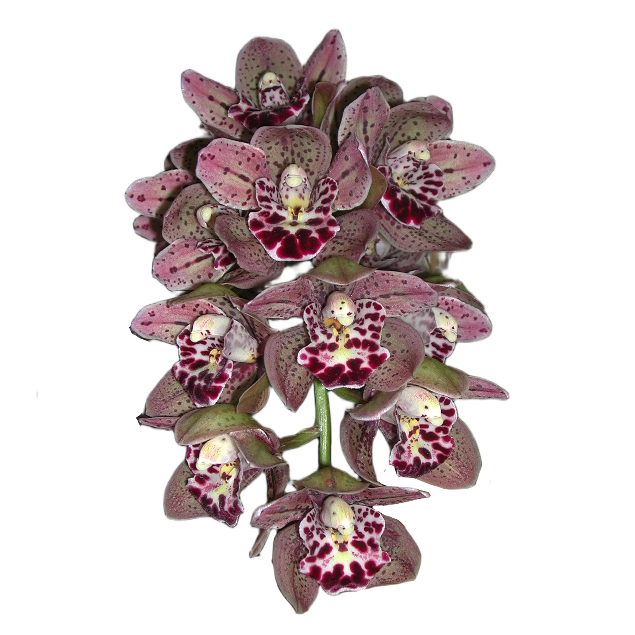 Cymbidium Vogel's Magic 'Waikanae'