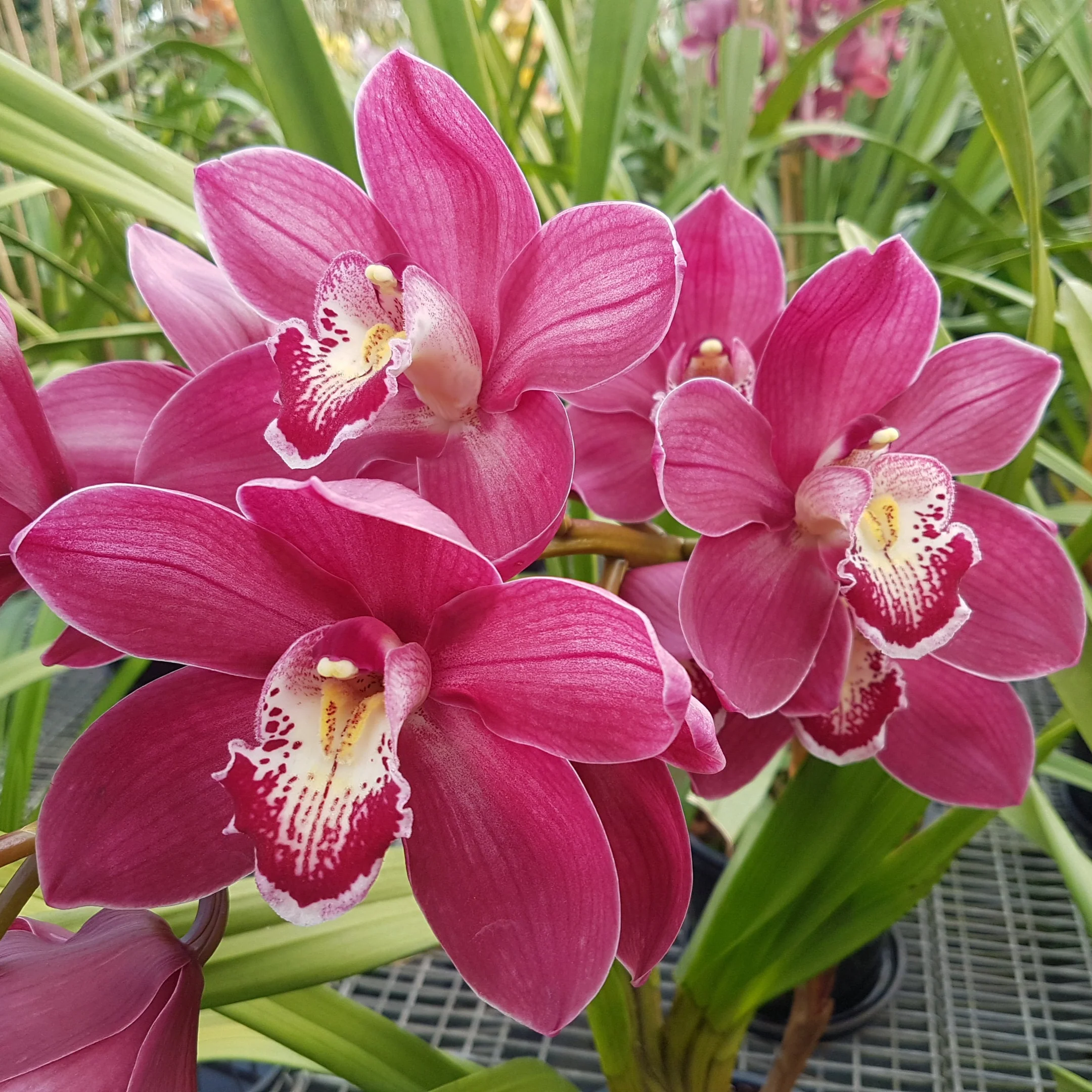 Cymbidium Wallamurra x Yowie Flame - One Off Special