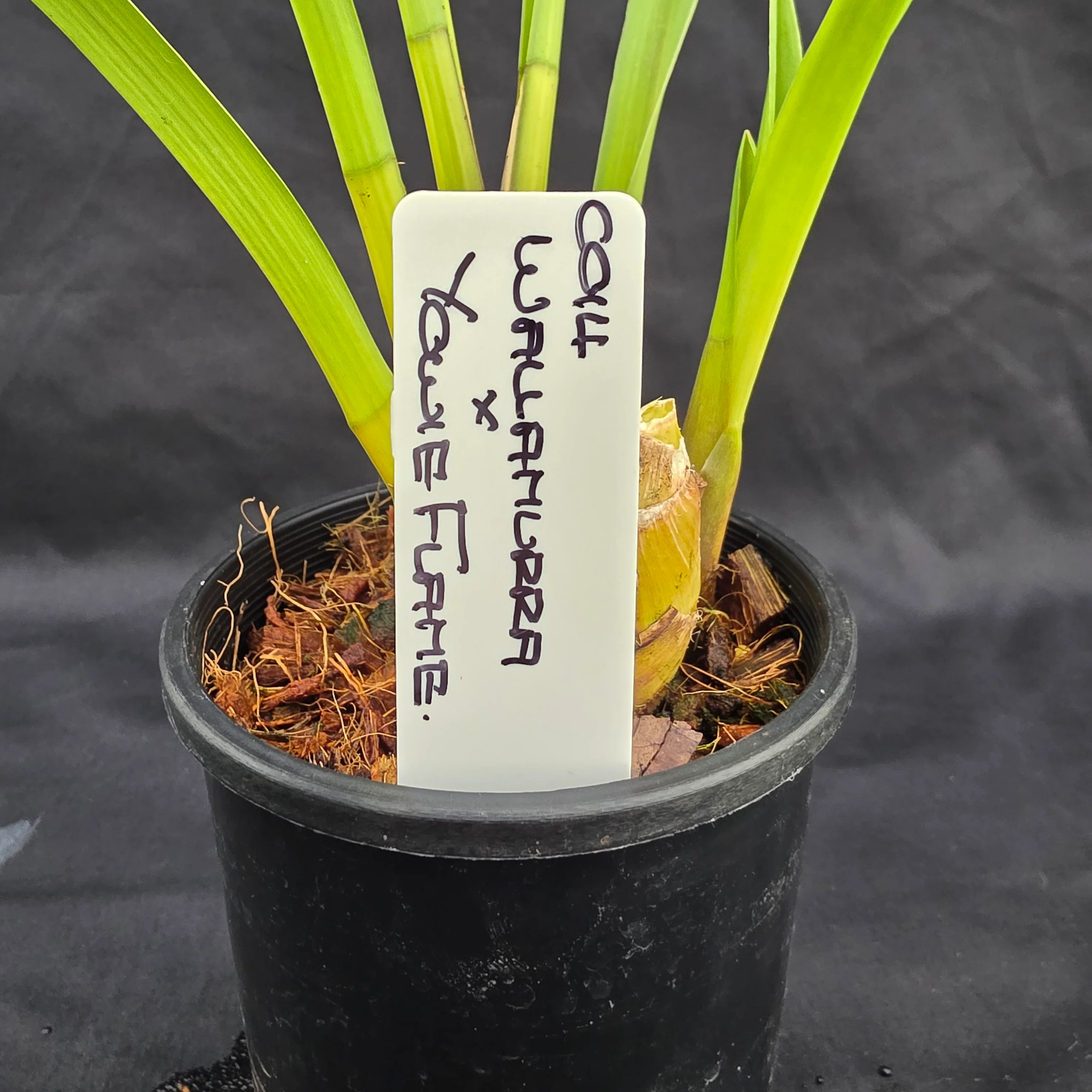 Cymbidium Wallamurra x Yowie Flame - One Off Special - Image 2