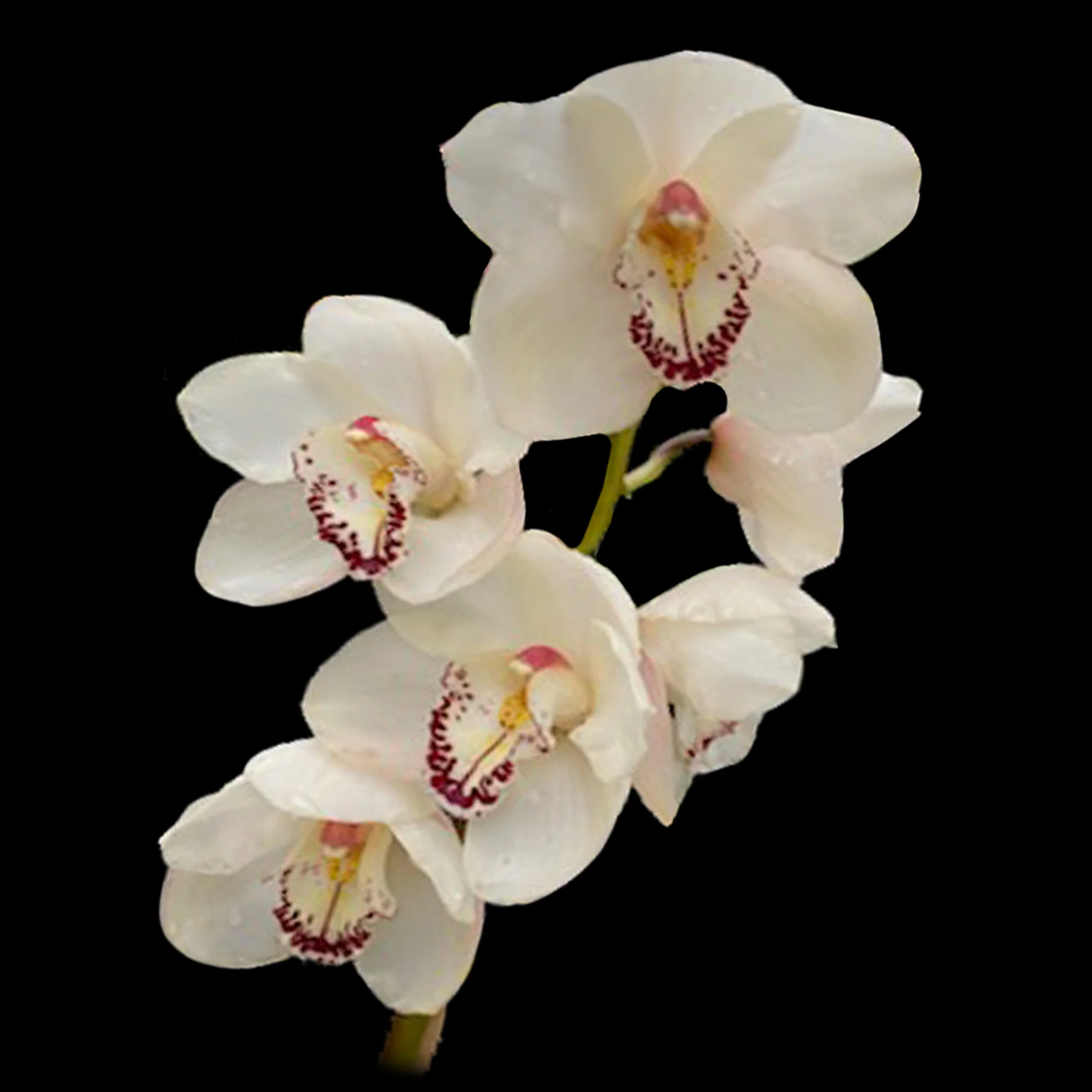 Cymbidium (Kimberley × McClure Quest) 'White Night'