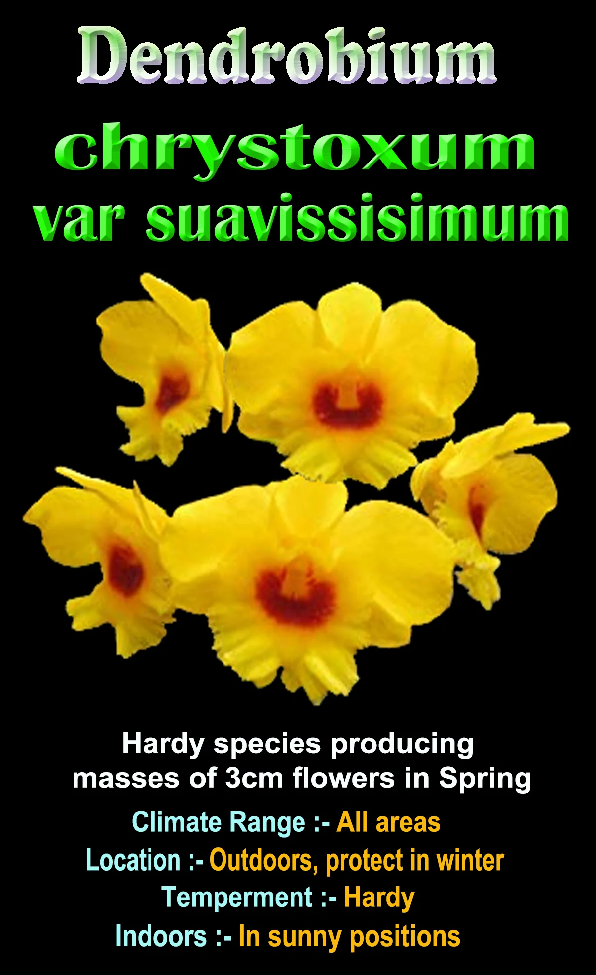 Dendrobium chrysotoxum var. suavissimum - Image 2