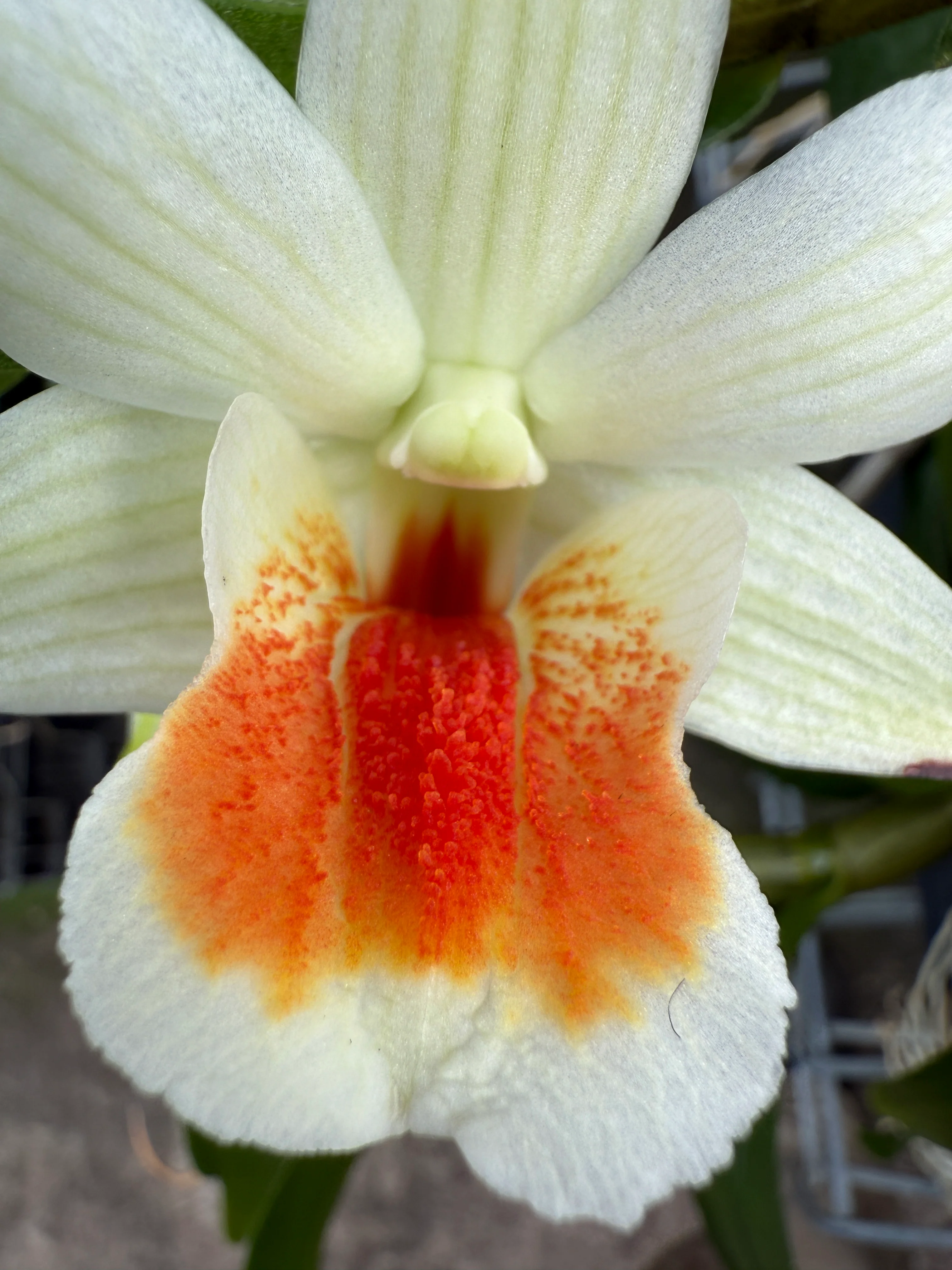 Dendrobium 'Dawn Maree' - Image 2