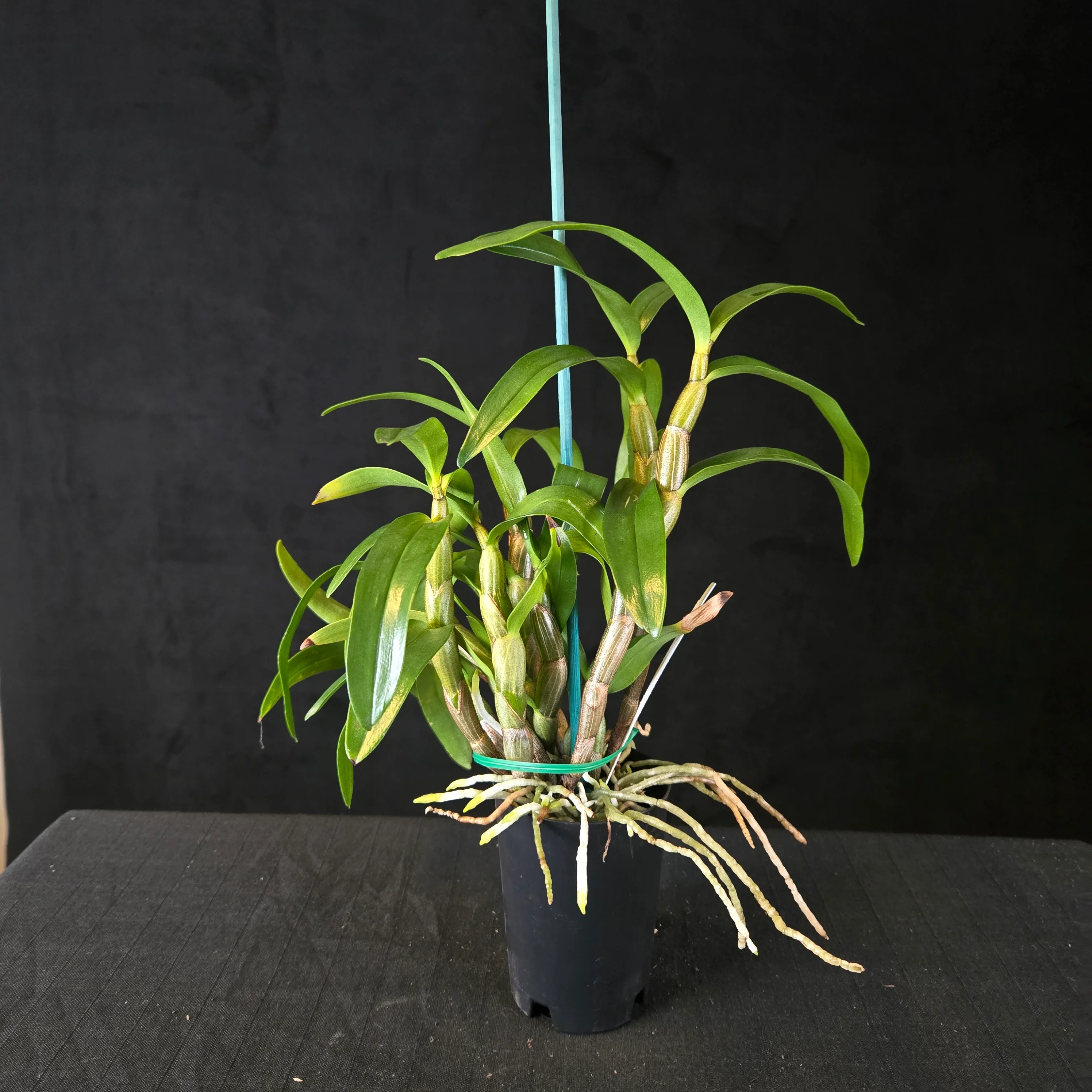 Dendrobium 'Dawn Maree' - Image 5