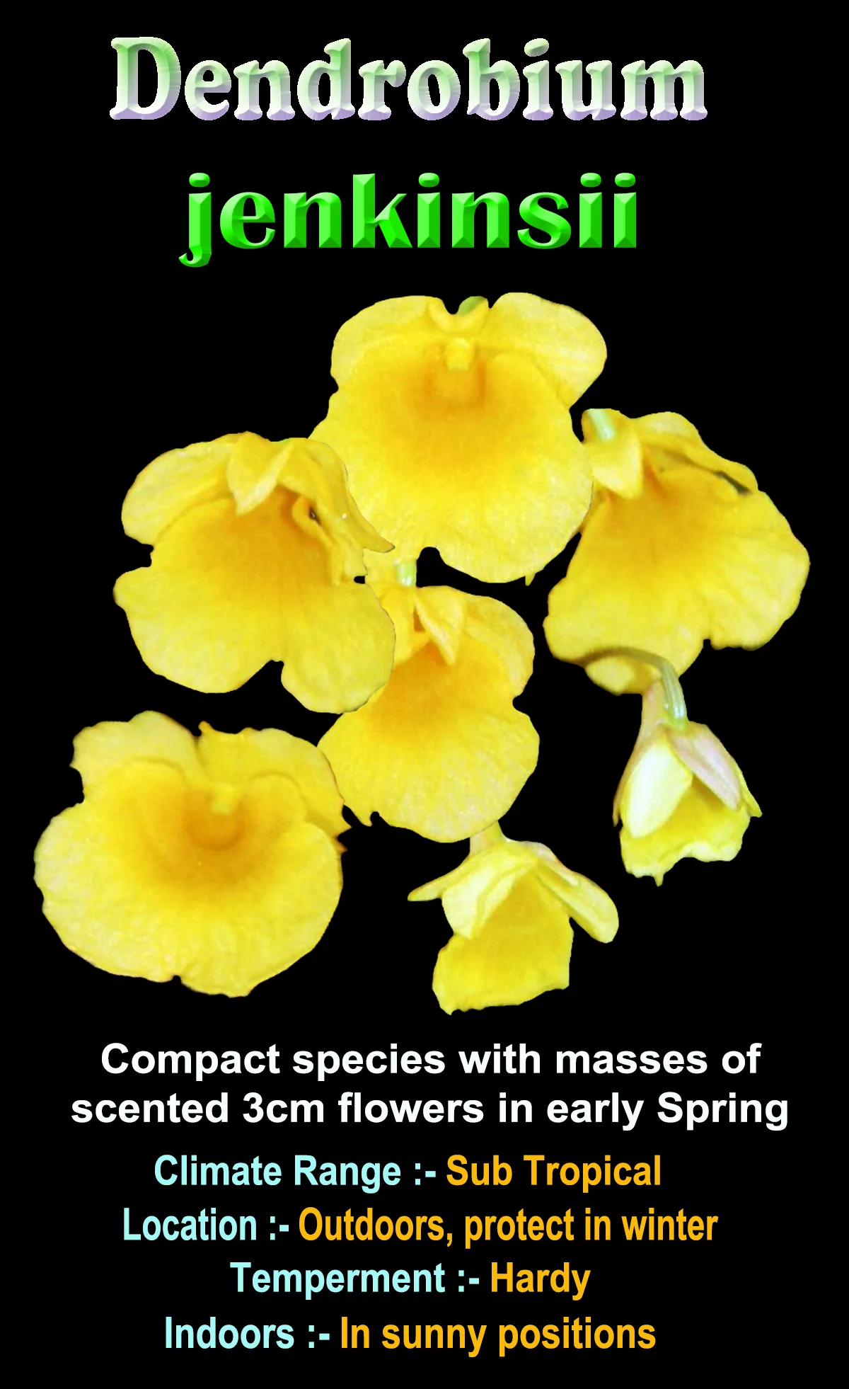 Dendrobium jenkinsii - Miniature Orchid - Image 2