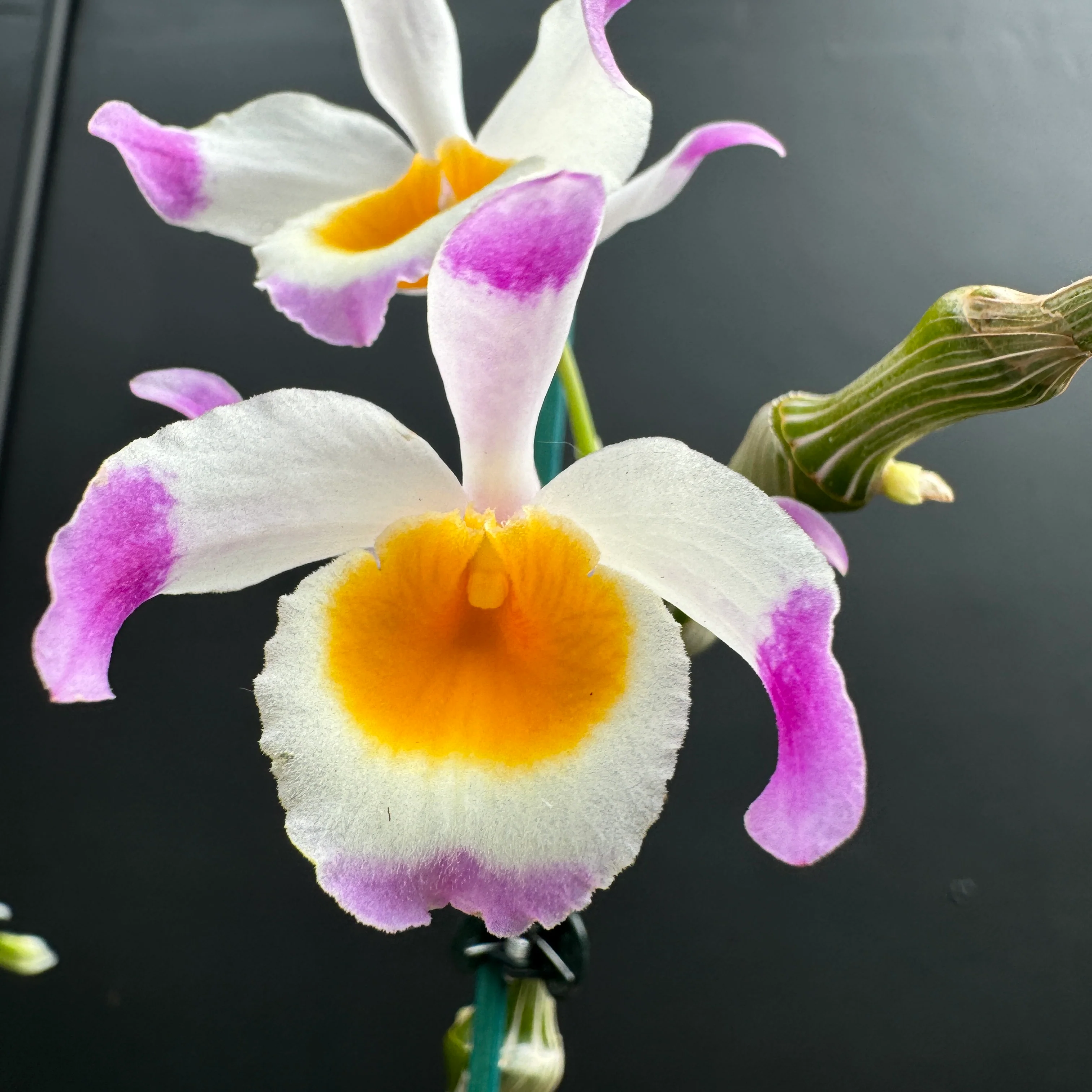 Dendrobium pendulum - Image 2