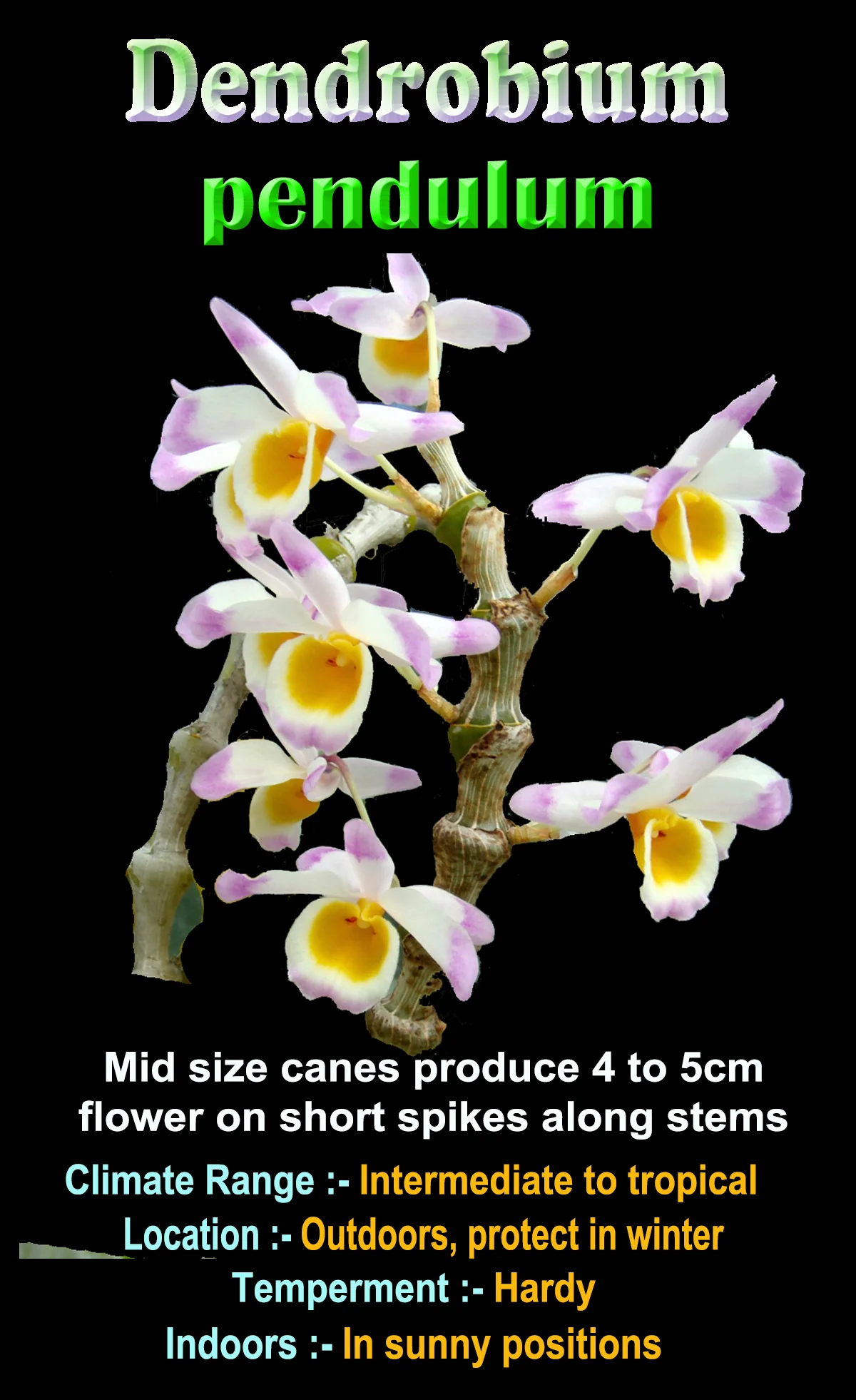 Dendrobium pendulum - Image 3