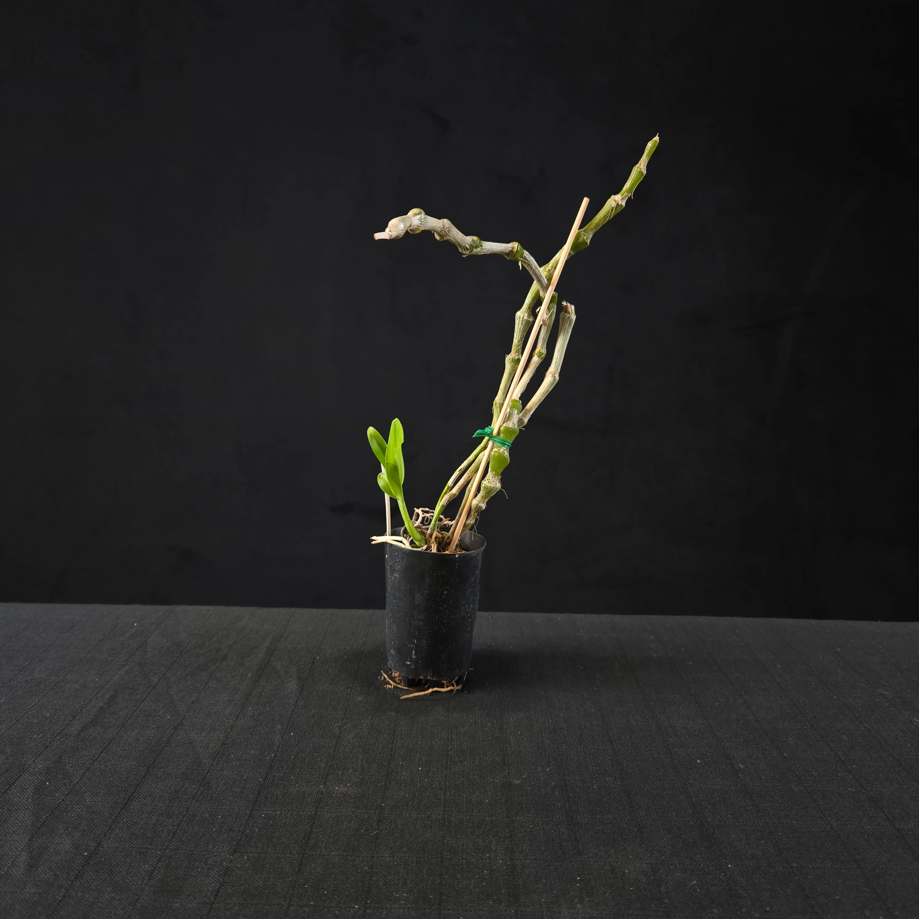 Dendrobium pendulum - Image 4