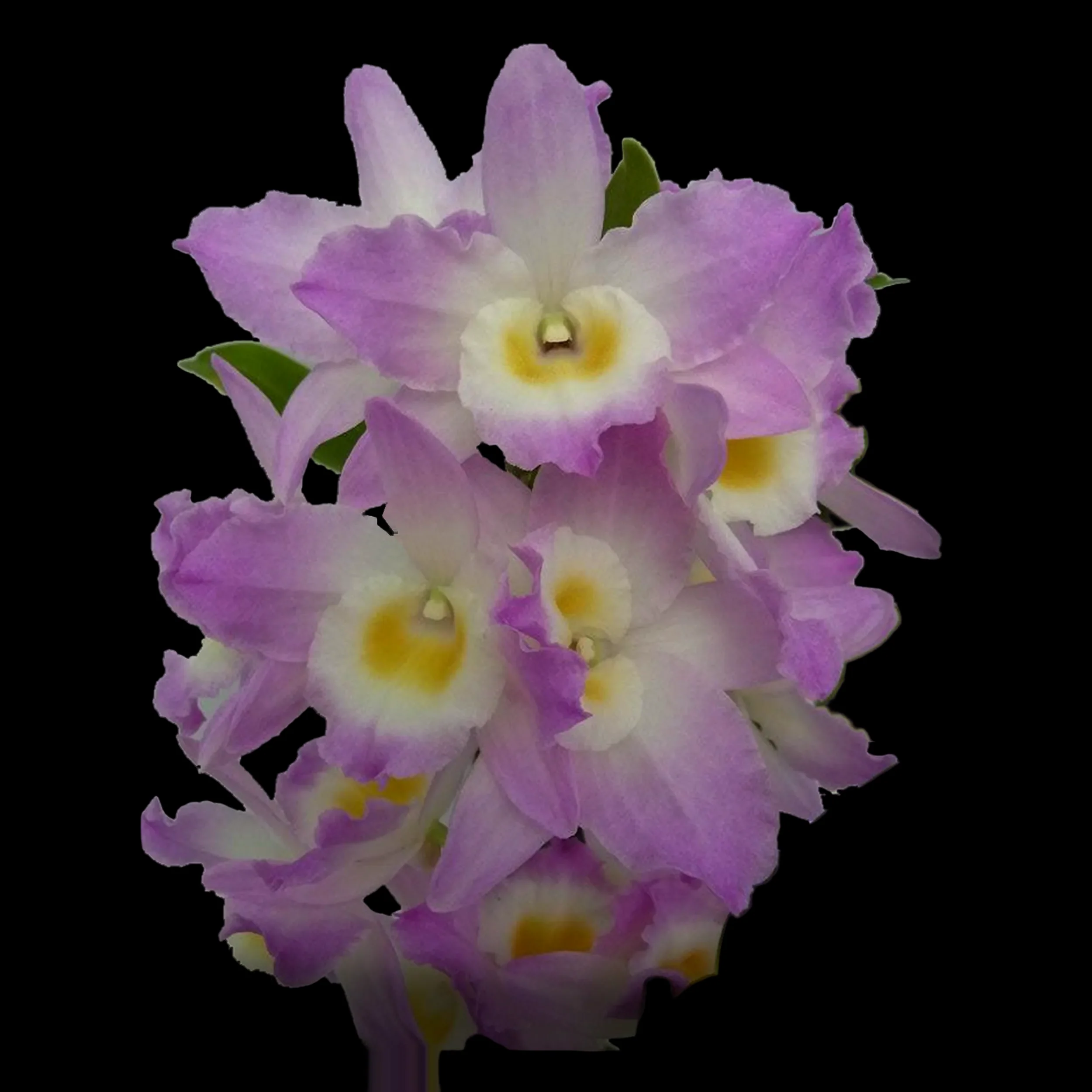 Dendrobium Softcane Fancy Angel ‘Lychee’