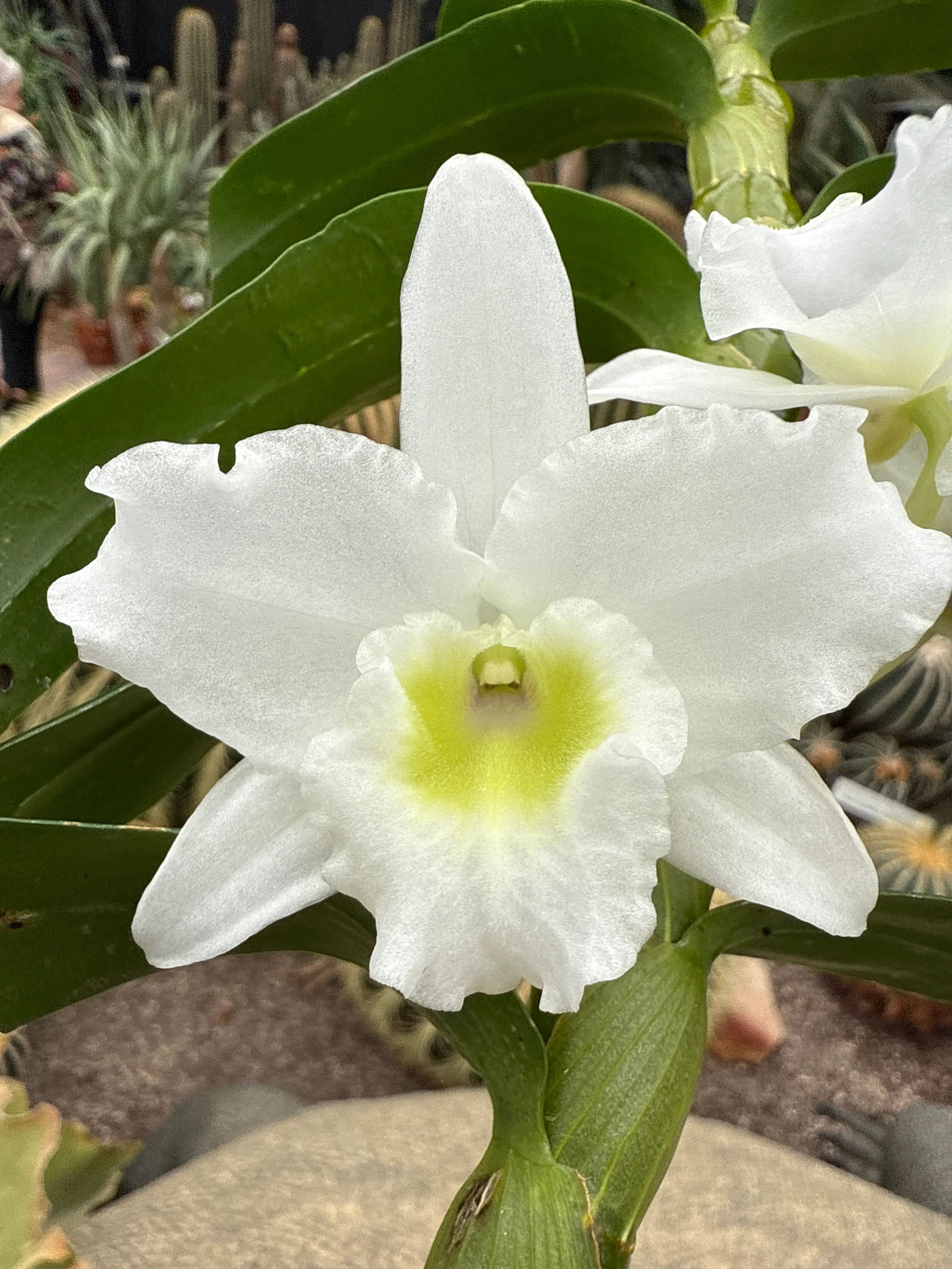 Dendrobium 'Spring Dream' - Image 2