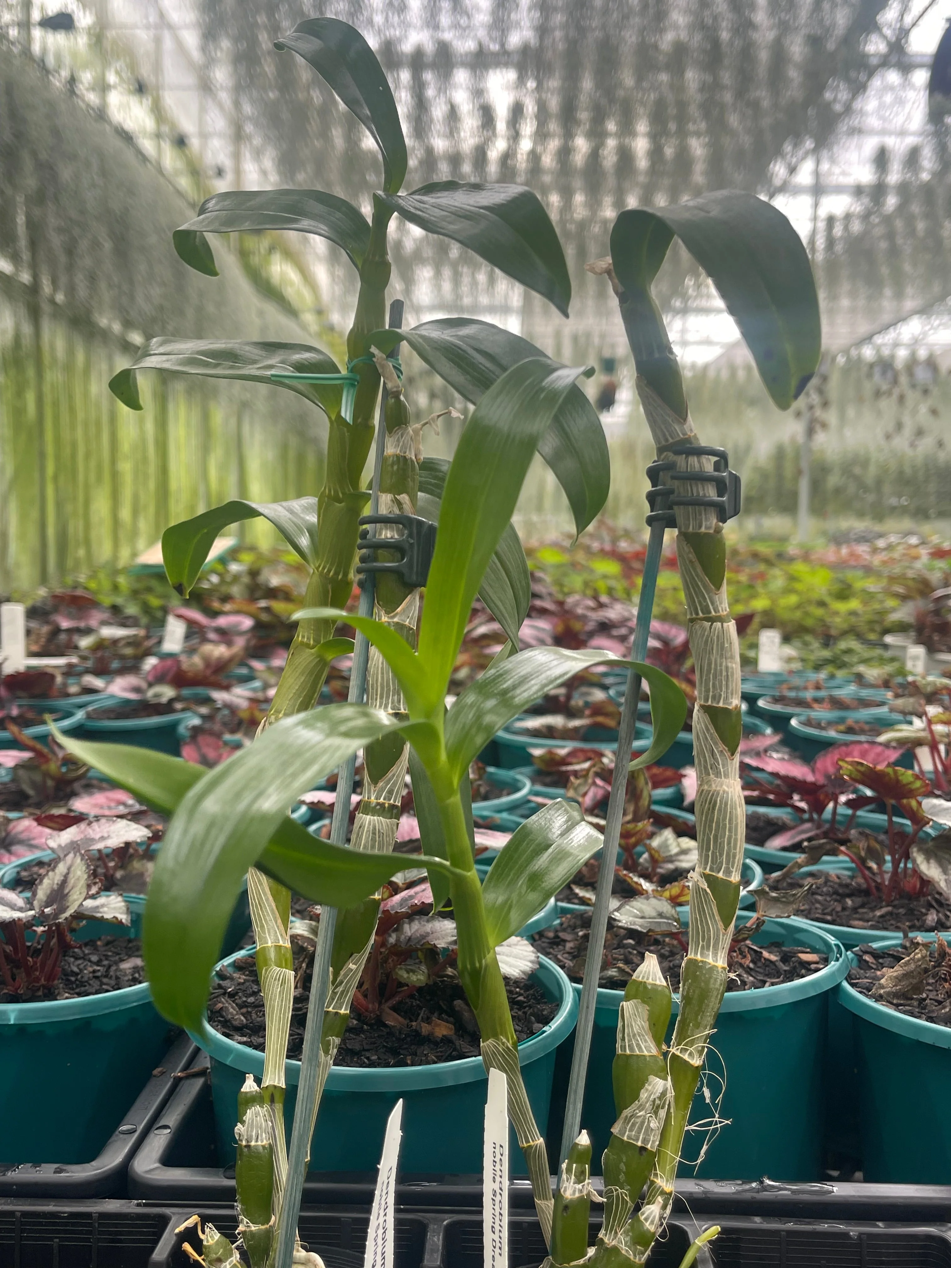 Dendrobium 'Spring Dream' - Image 3