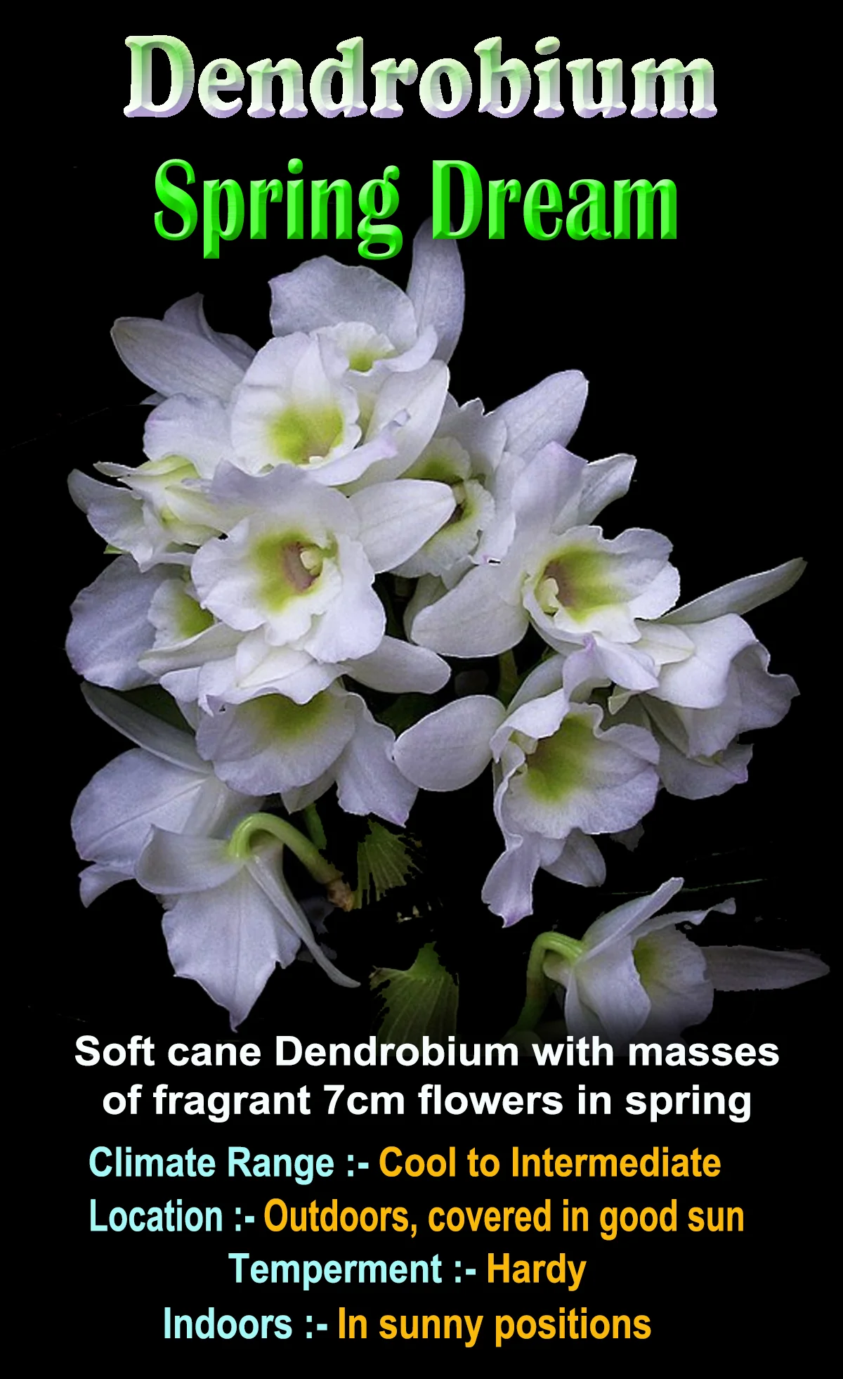 Dendrobium 'Spring Dream' - Image 4