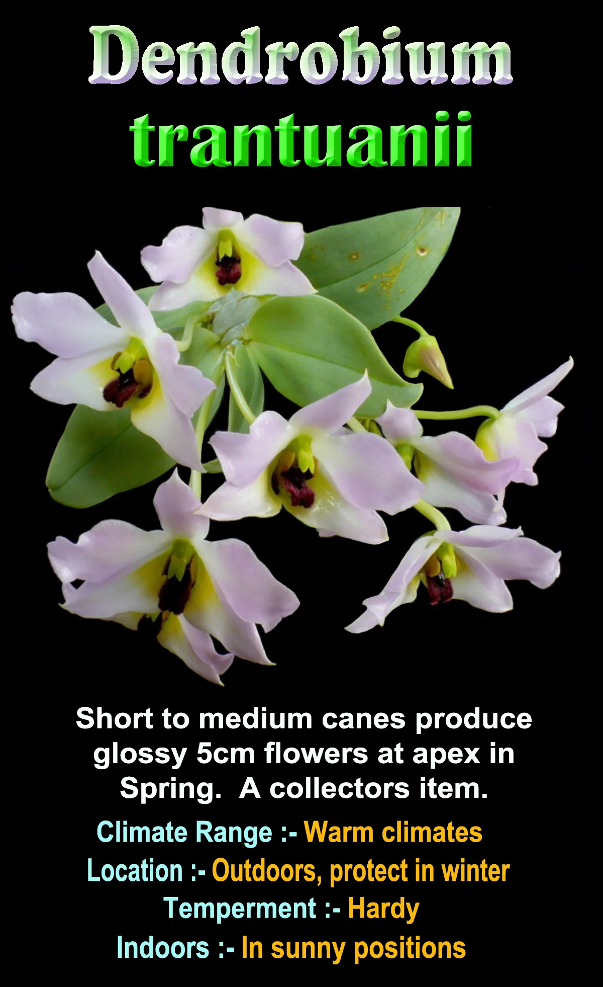 Dendrobium trantuanii - Image 3
