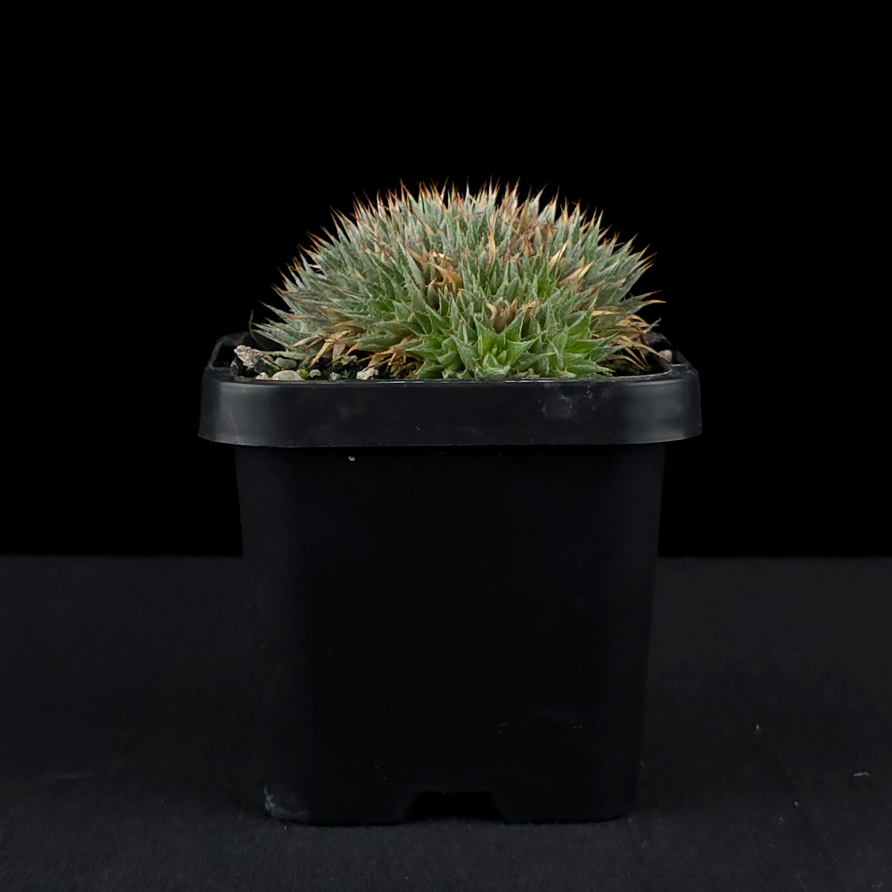 Deuterocohnia brevifolia Fine Form - Compact Rosette Beauty - Image 2
