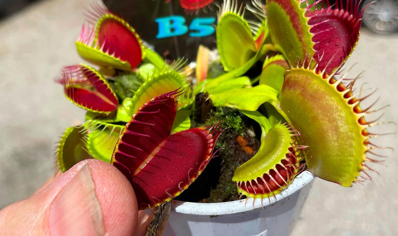 Dionaea muscipula 'B52' - Venus Fly Trap - Image 2