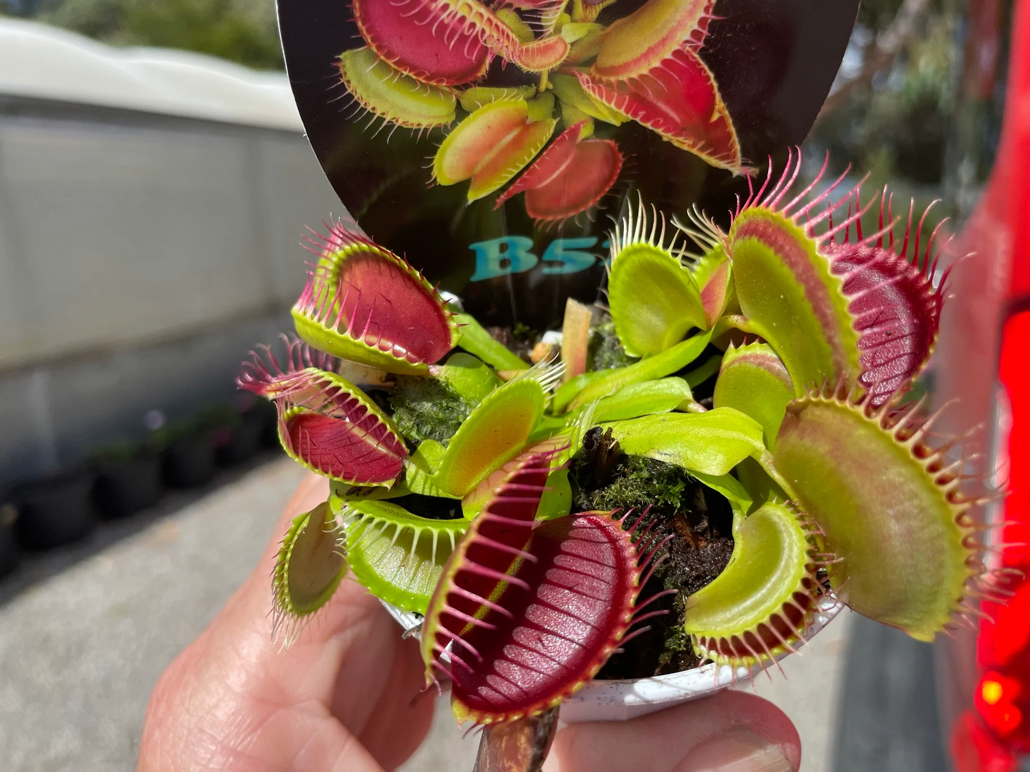 Dionaea muscipula 'B52' - Venus Fly Trap - Image 3