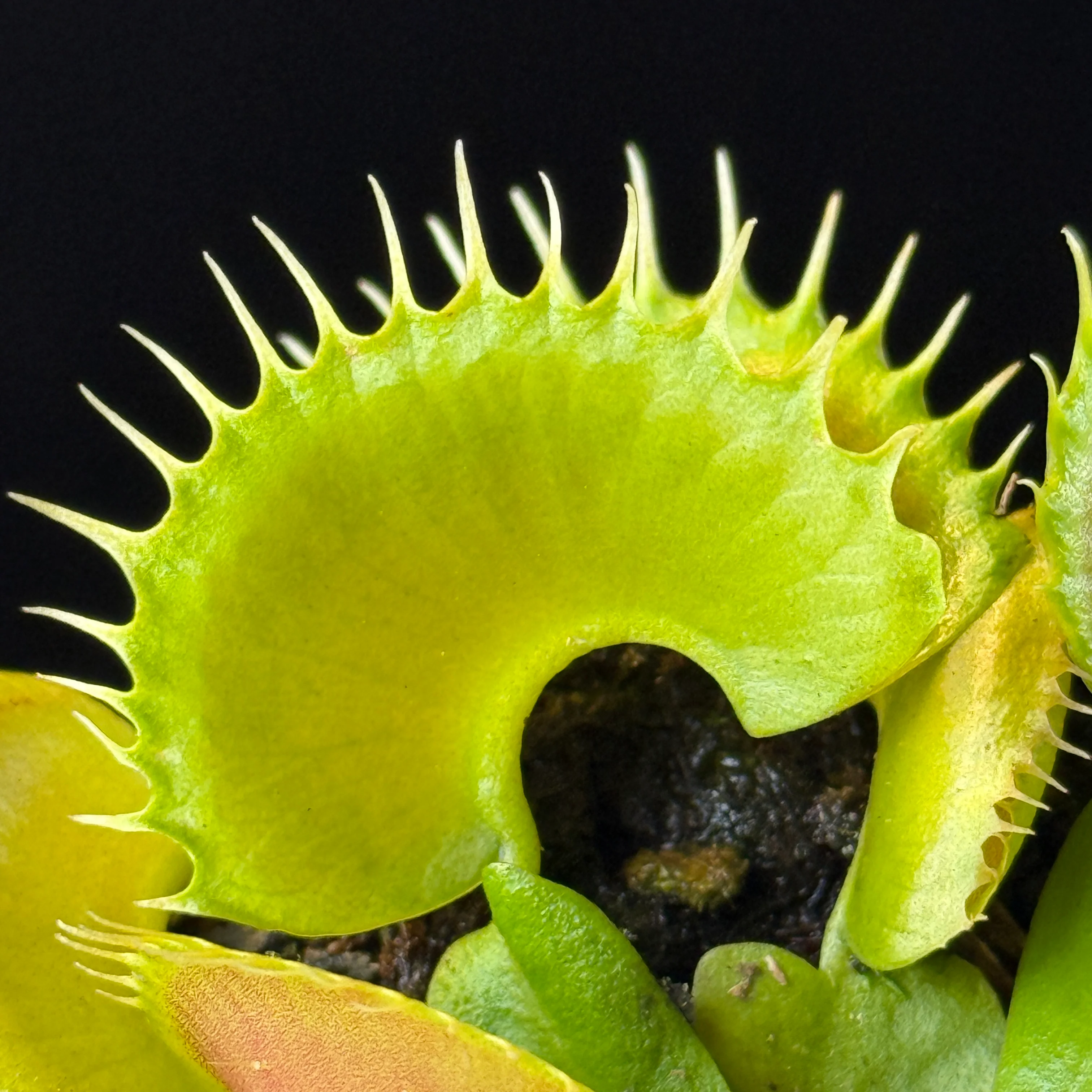 Dionaea muscipula 'Bloody Nurse' – Winter Dormant - Venus Flytrap