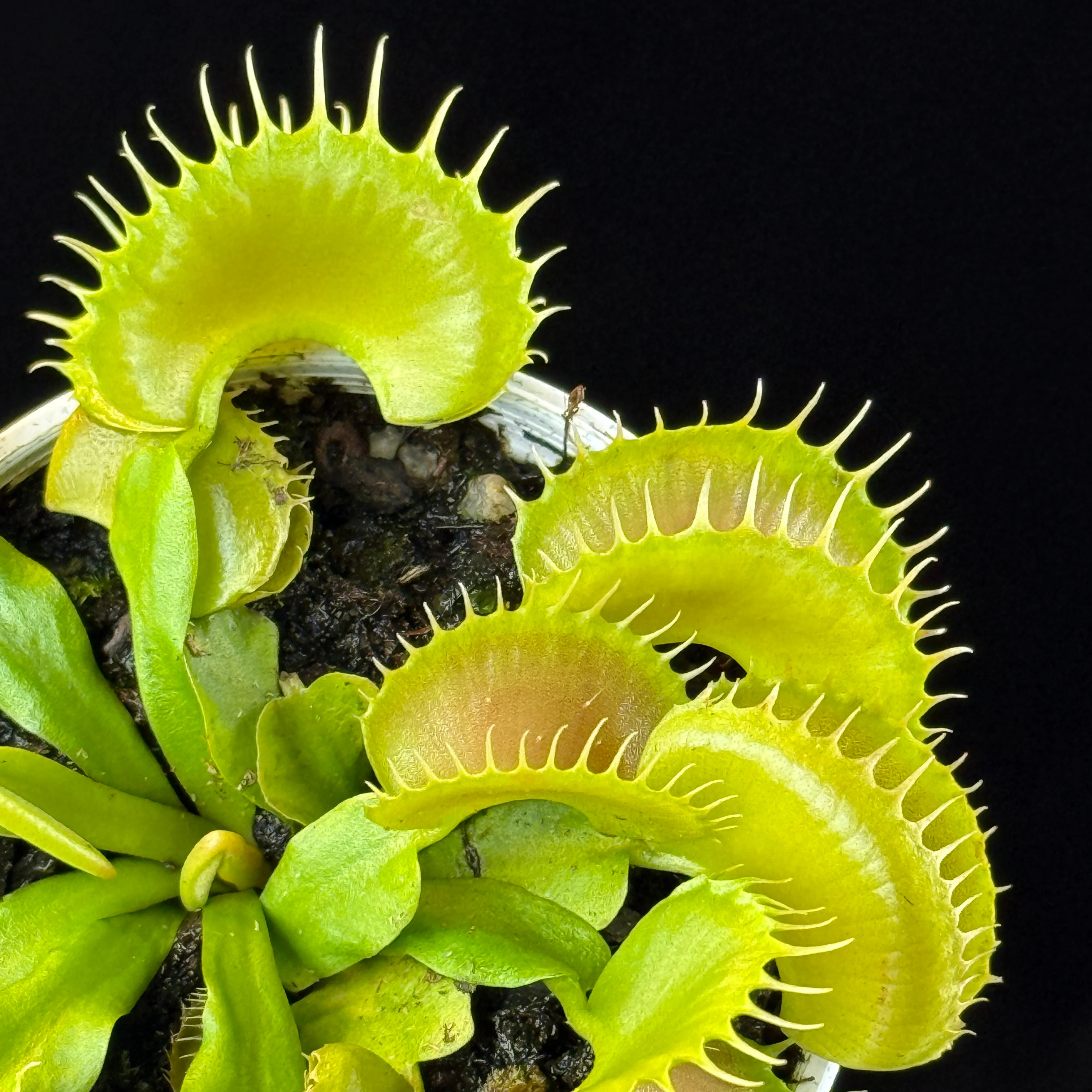 Dionaea muscipula 'Bloody Nurse' – Winter Dormant - Venus Flytrap - Image 2