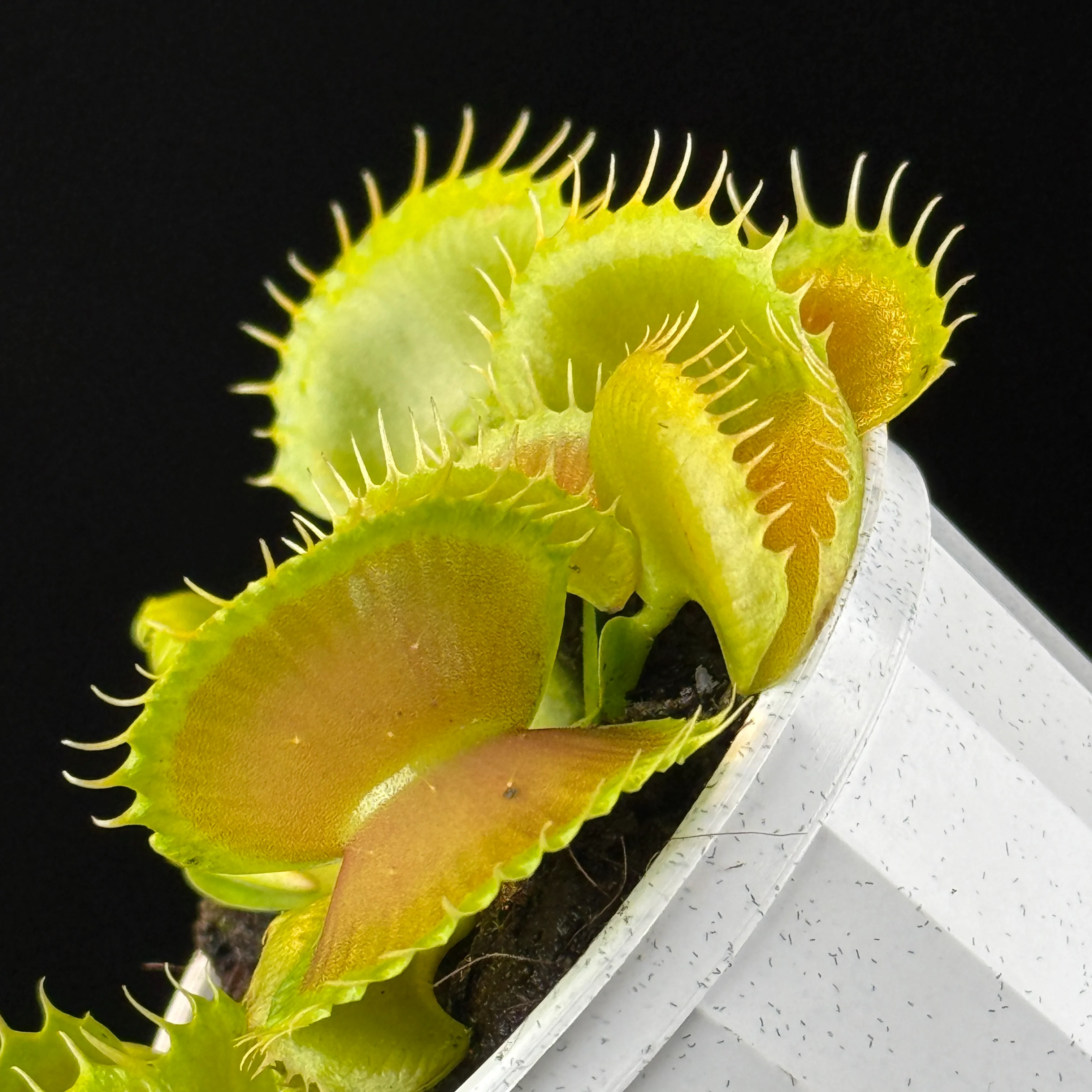 Dionaea muscipula 'Bloody Nurse' – Winter Dormant - Venus Flytrap - Image 3