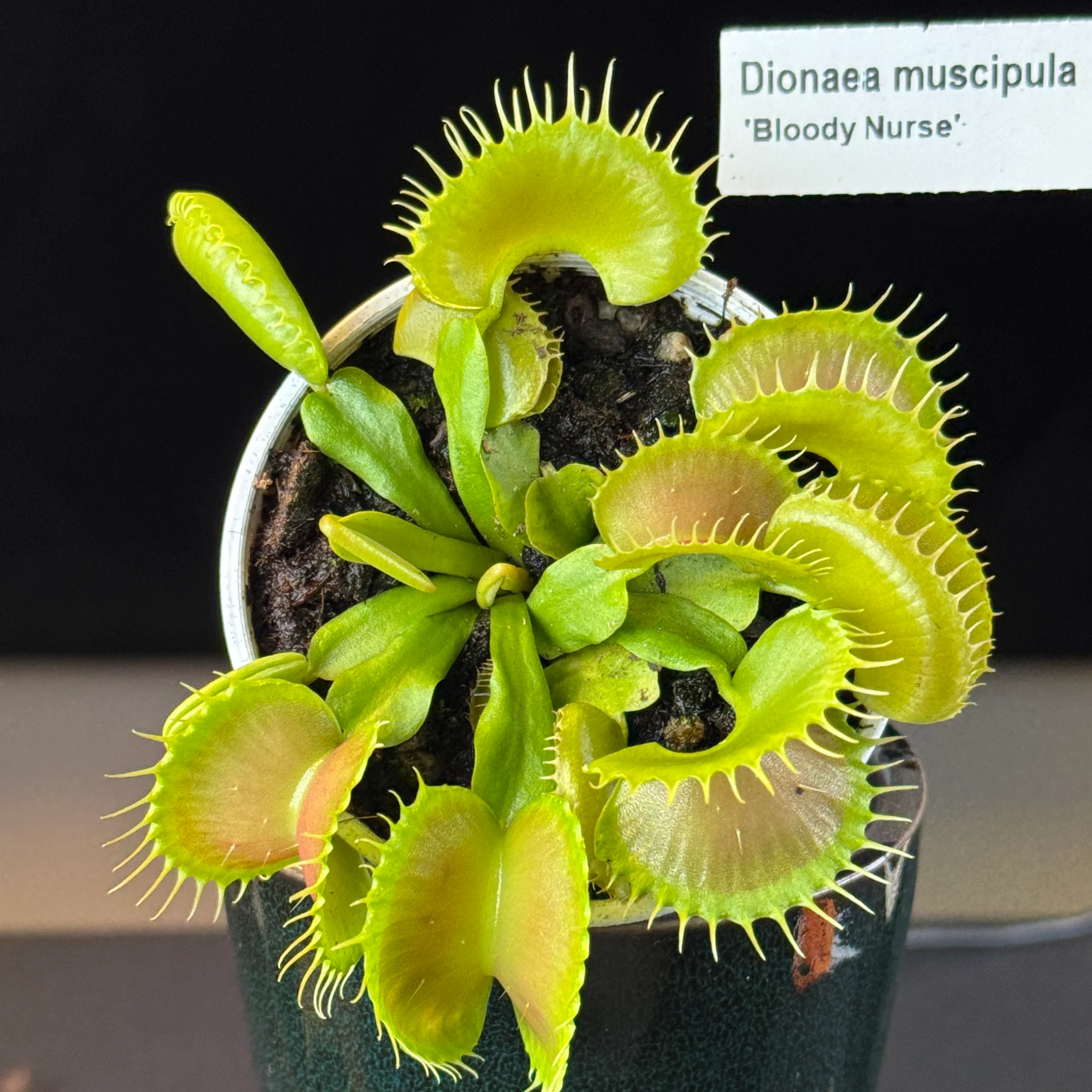 Dionaea muscipula 'Bloody Nurse' – Winter Dormant - Venus Flytrap - Image 4