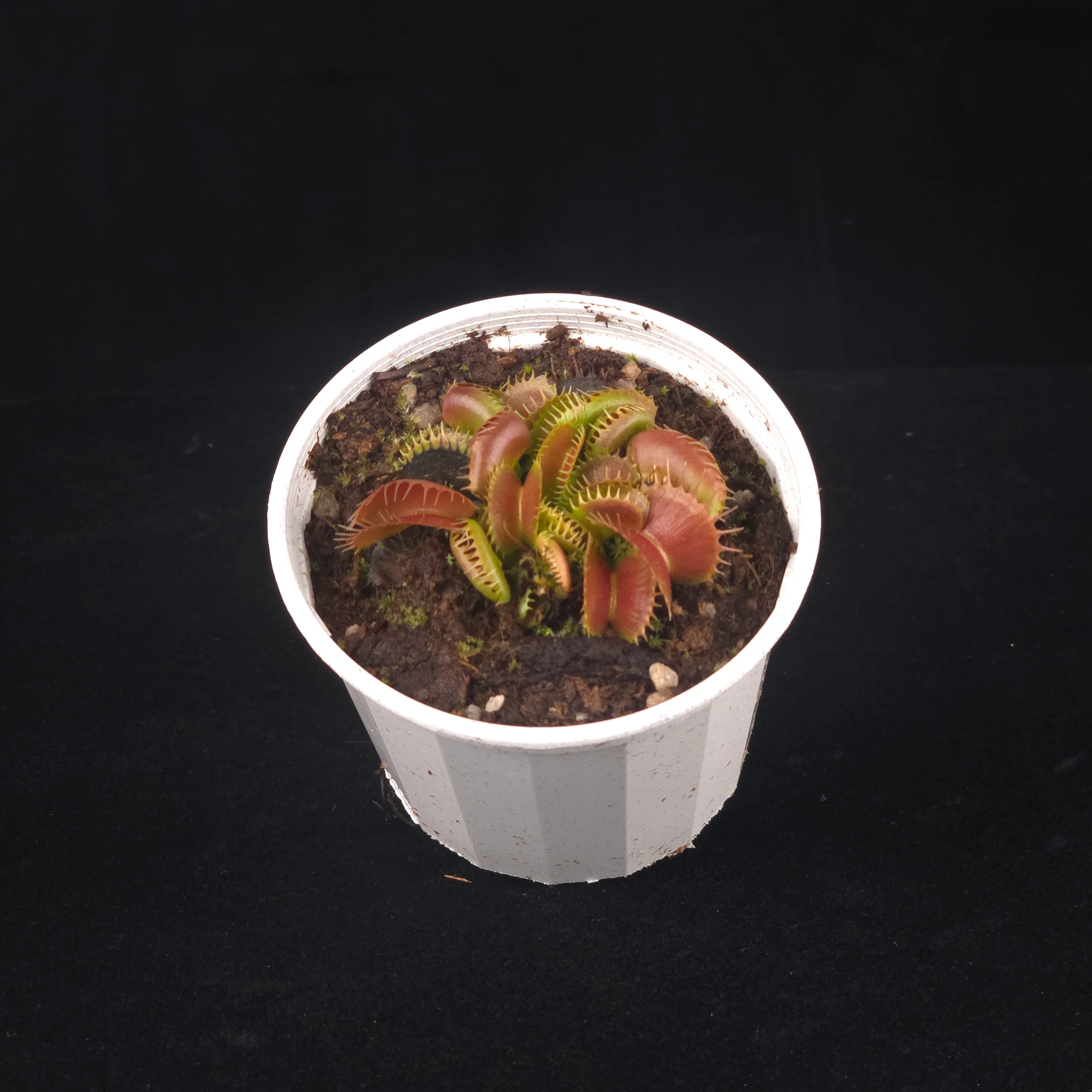 Dionaea muscipula 'Bloody Nurse' – Winter Dormant - Venus Flytrap - Image 5