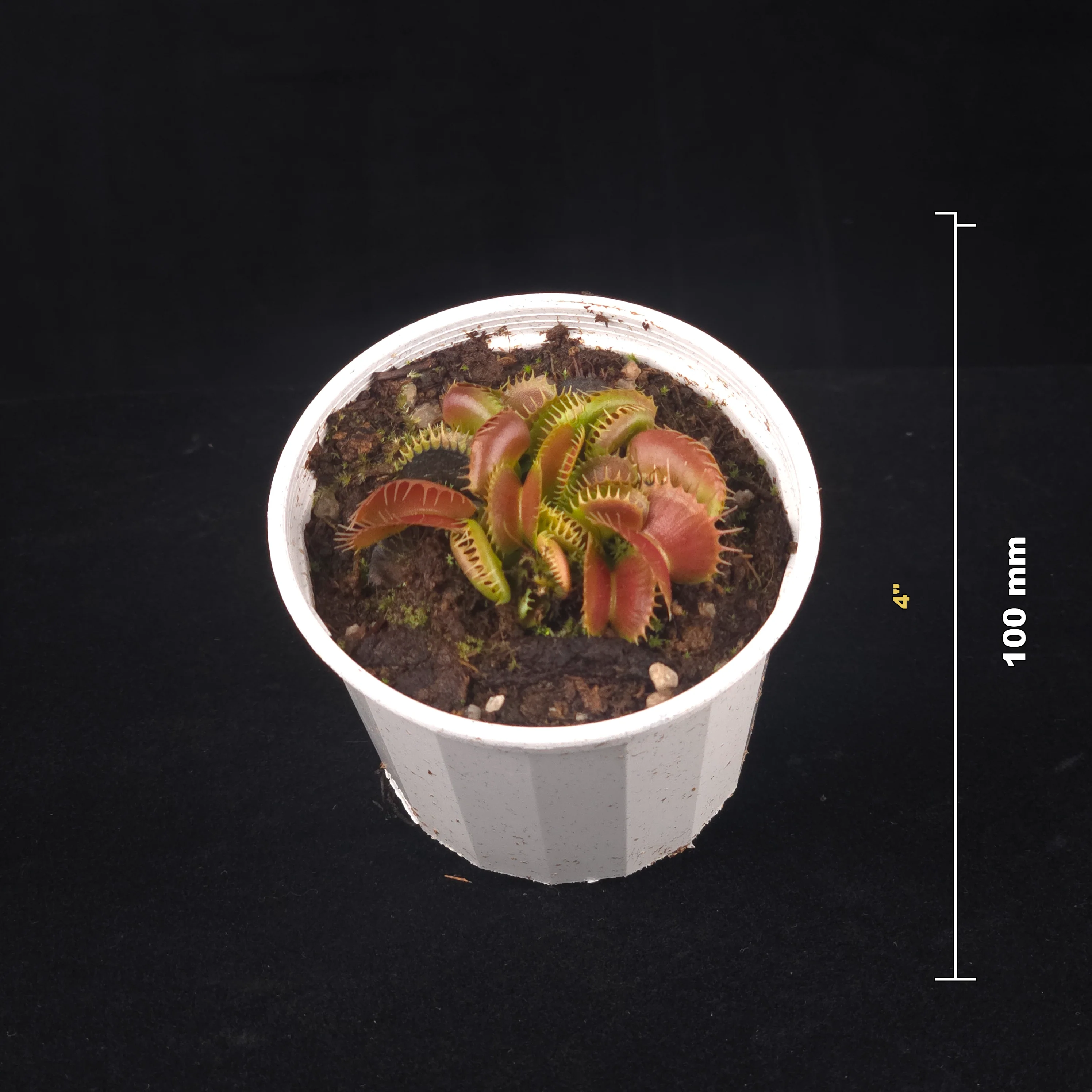 Dionaea muscipula 'Bloody Nurse' – Winter Dormant - Venus Flytrap - Image 6