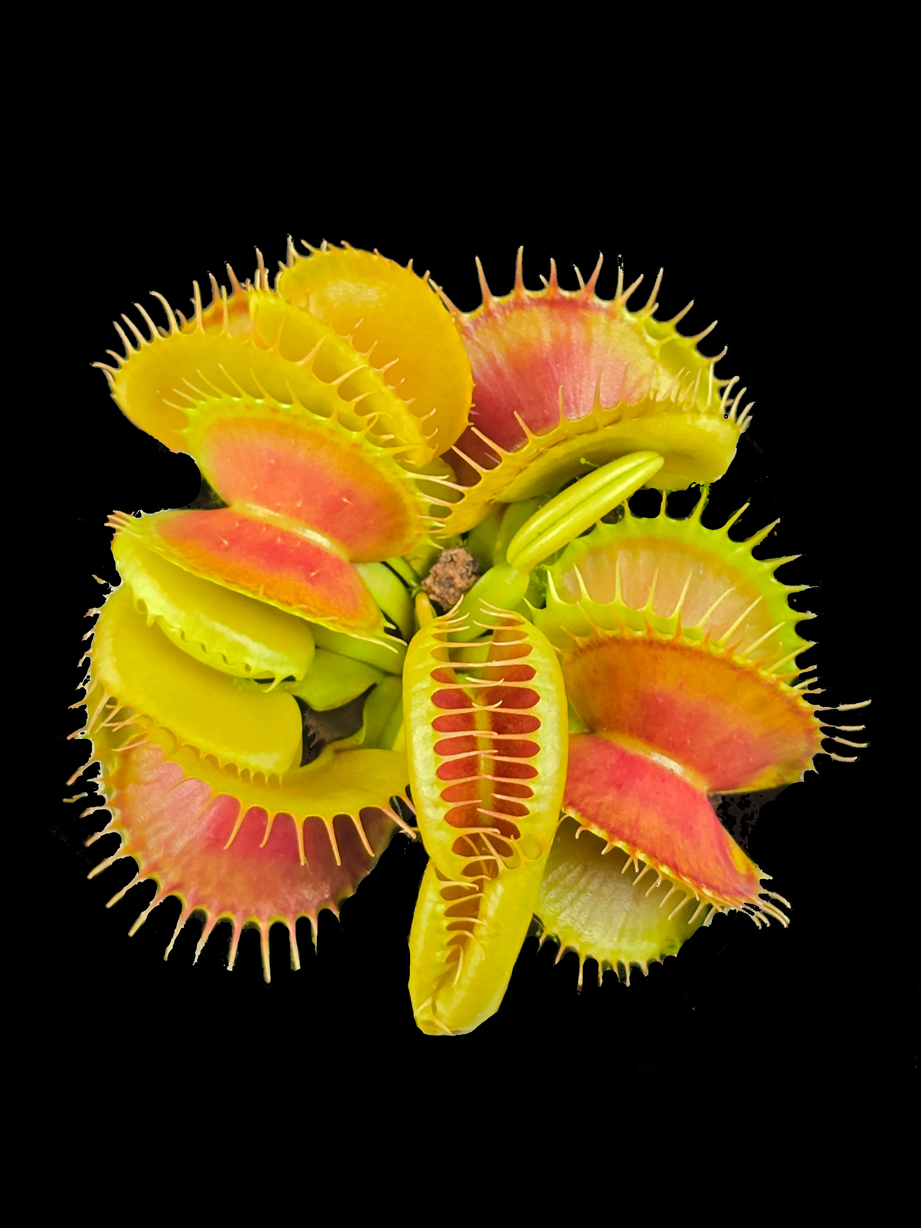 Dionaea muscipula 'Bloody Nurse' – Winter Dormant - Venus Flytrap - Image 7