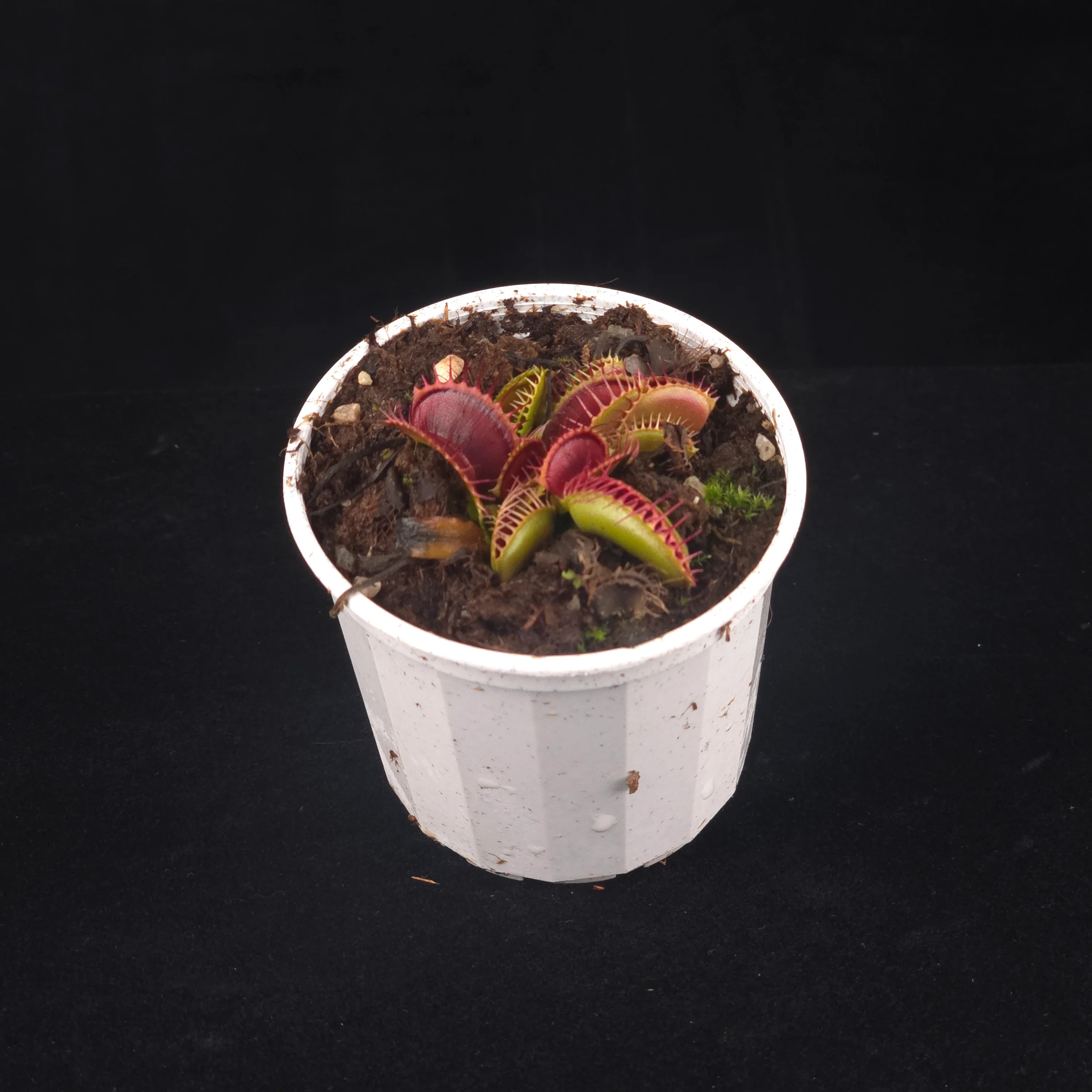 Dionaea muscipula 'Chest Hair' – Winter Dormant Venus Flytrap