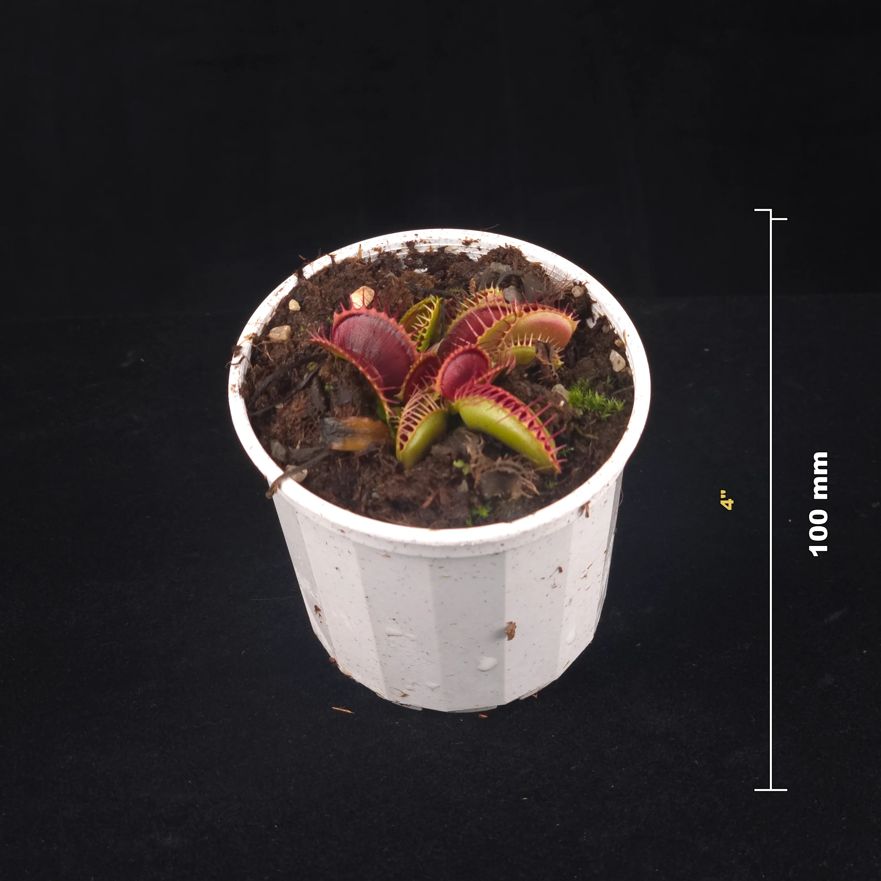 Dionaea muscipula 'Chest Hair' – Winter Dormant Venus Flytrap - Image 2